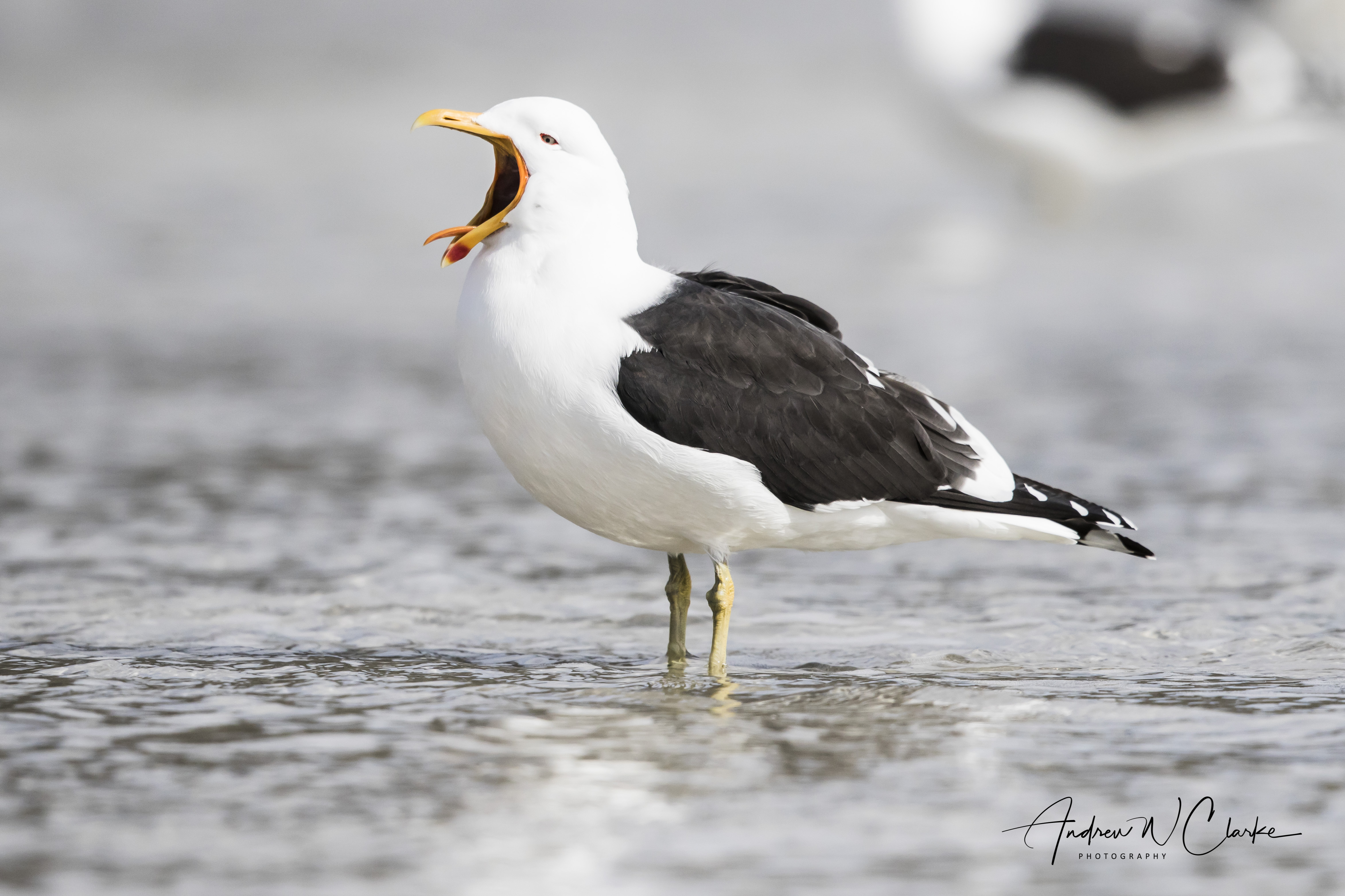 Kelp Gull