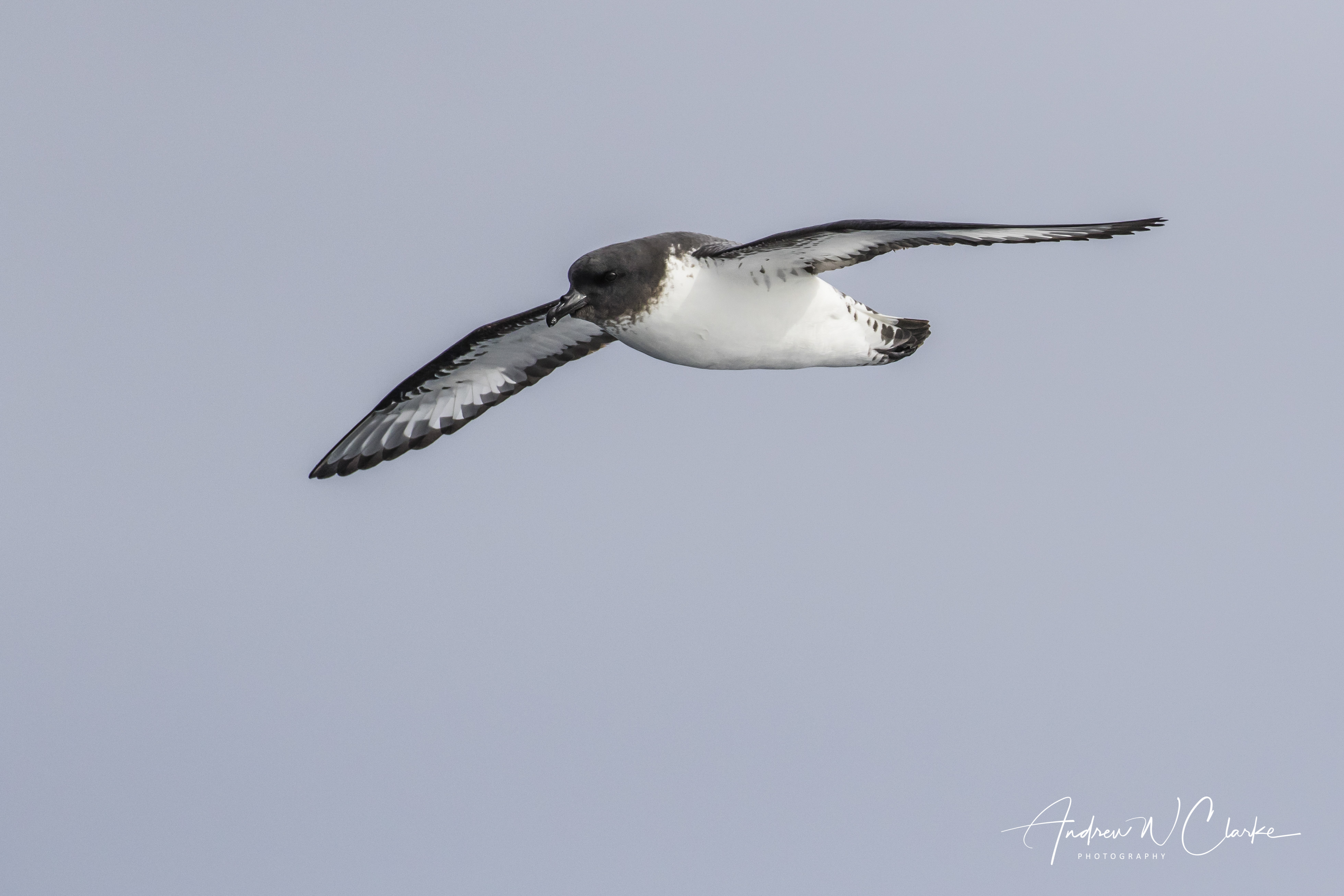 Cape Petrel