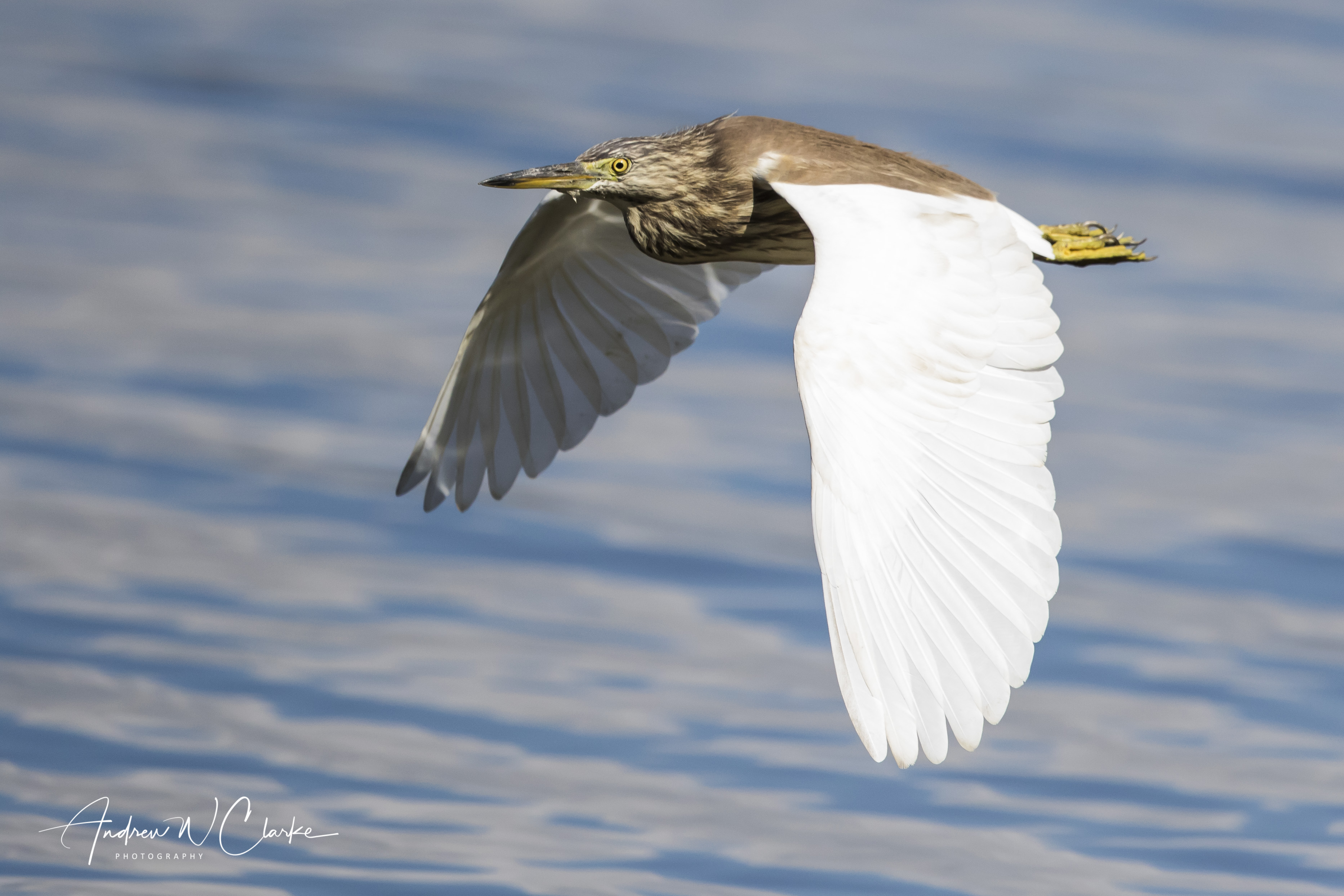 Indian Pond-Heron