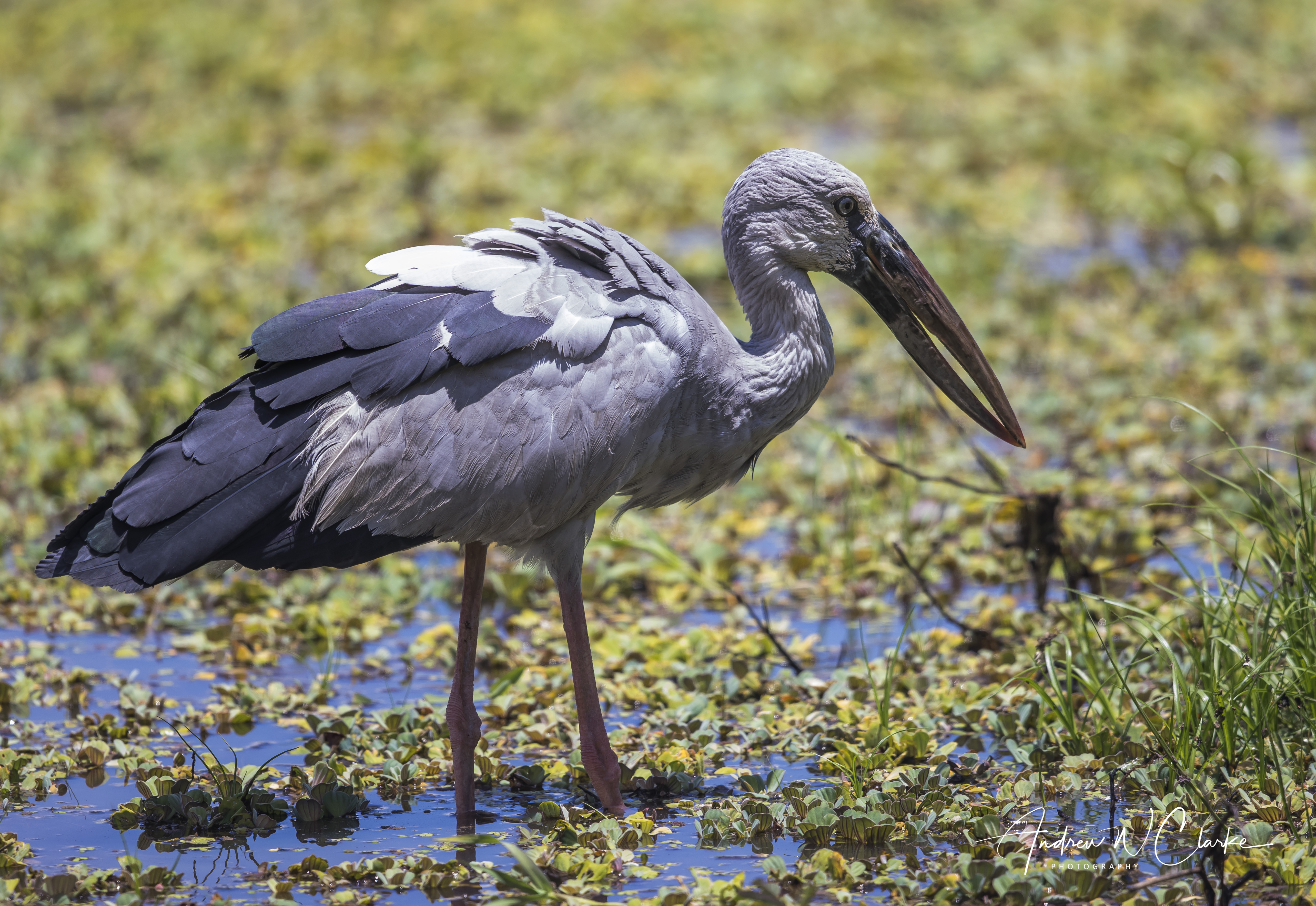Asian Openbill