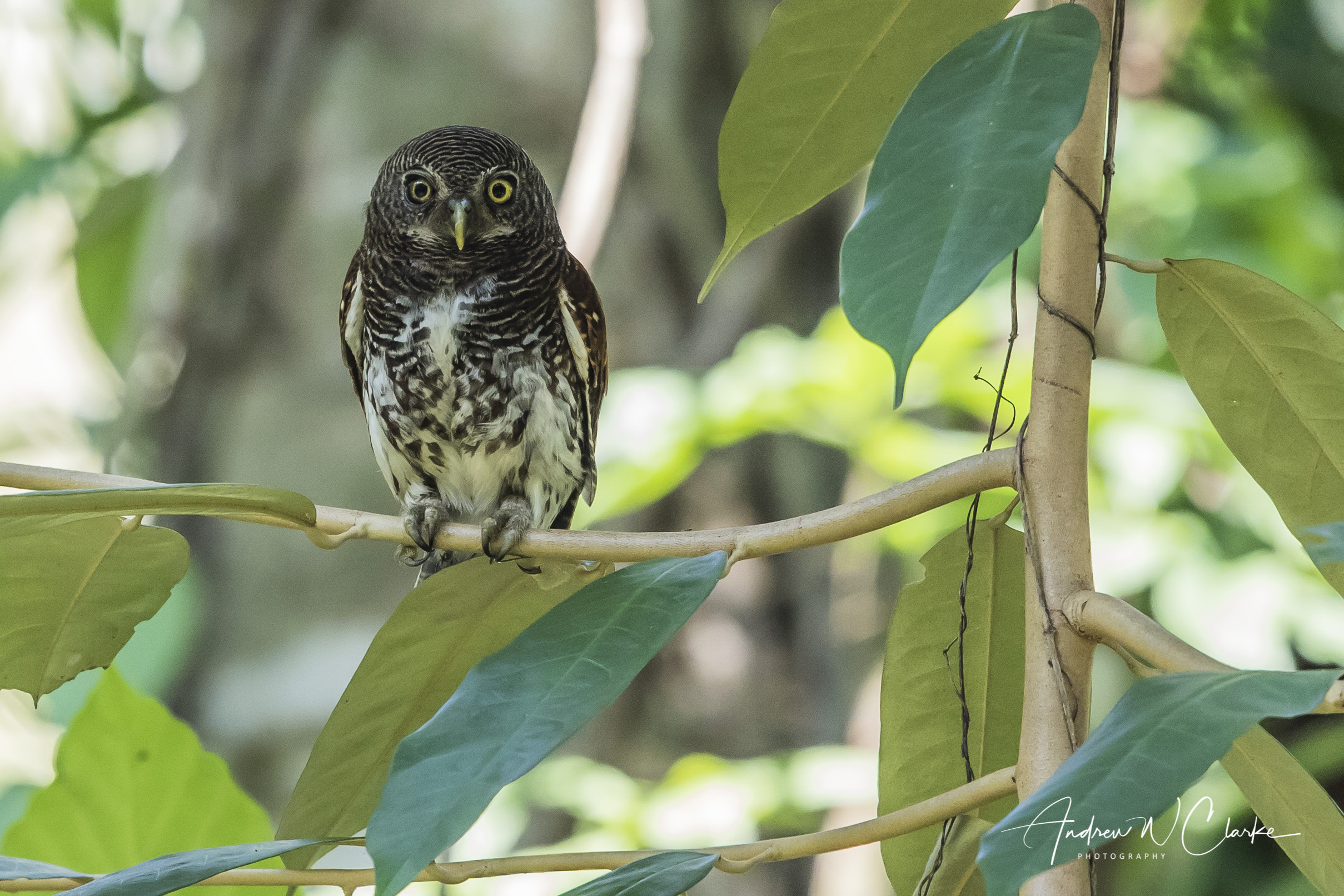 Chestnut-backed Owlet