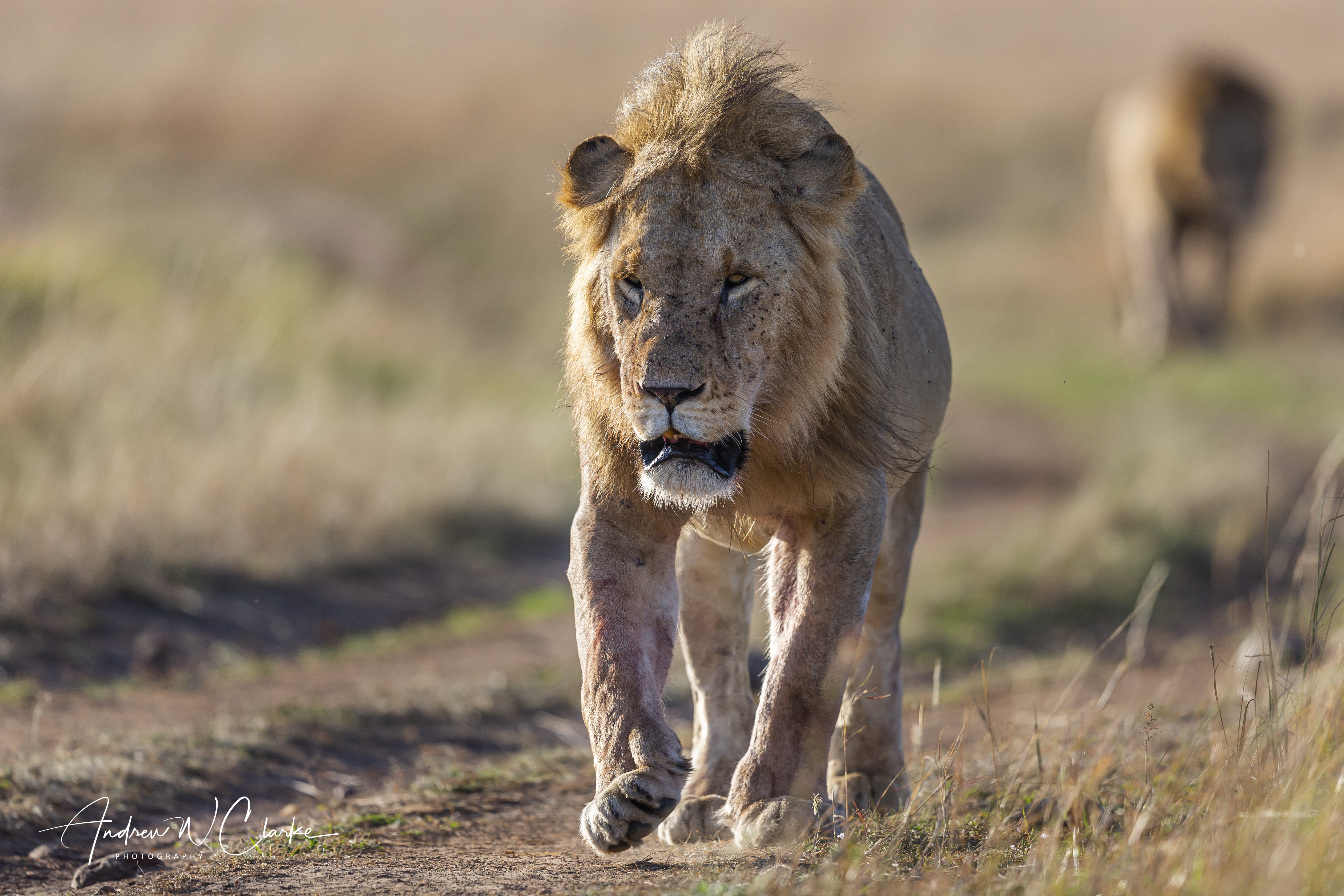 Lion