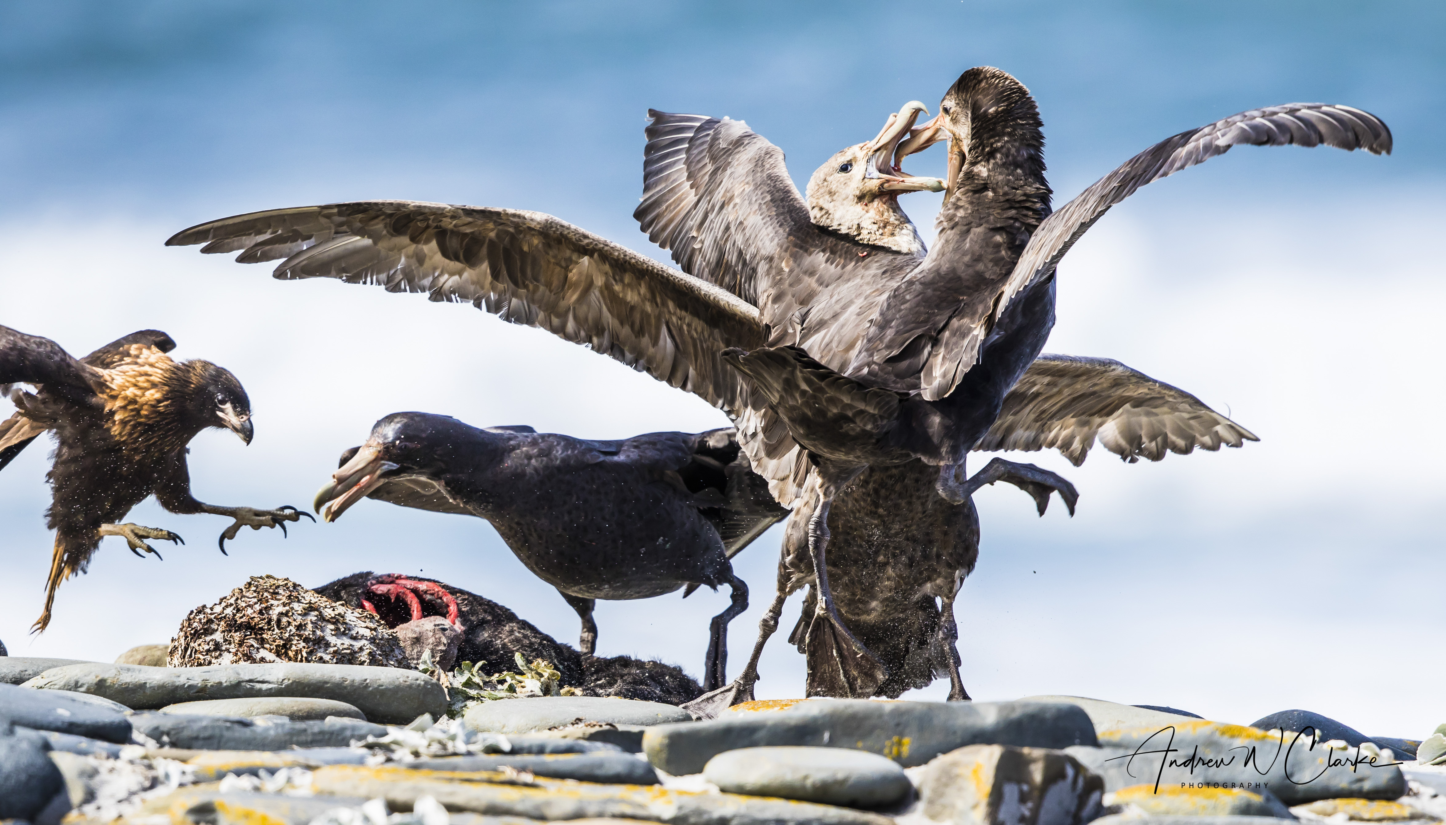 Southern Giant-Petrel