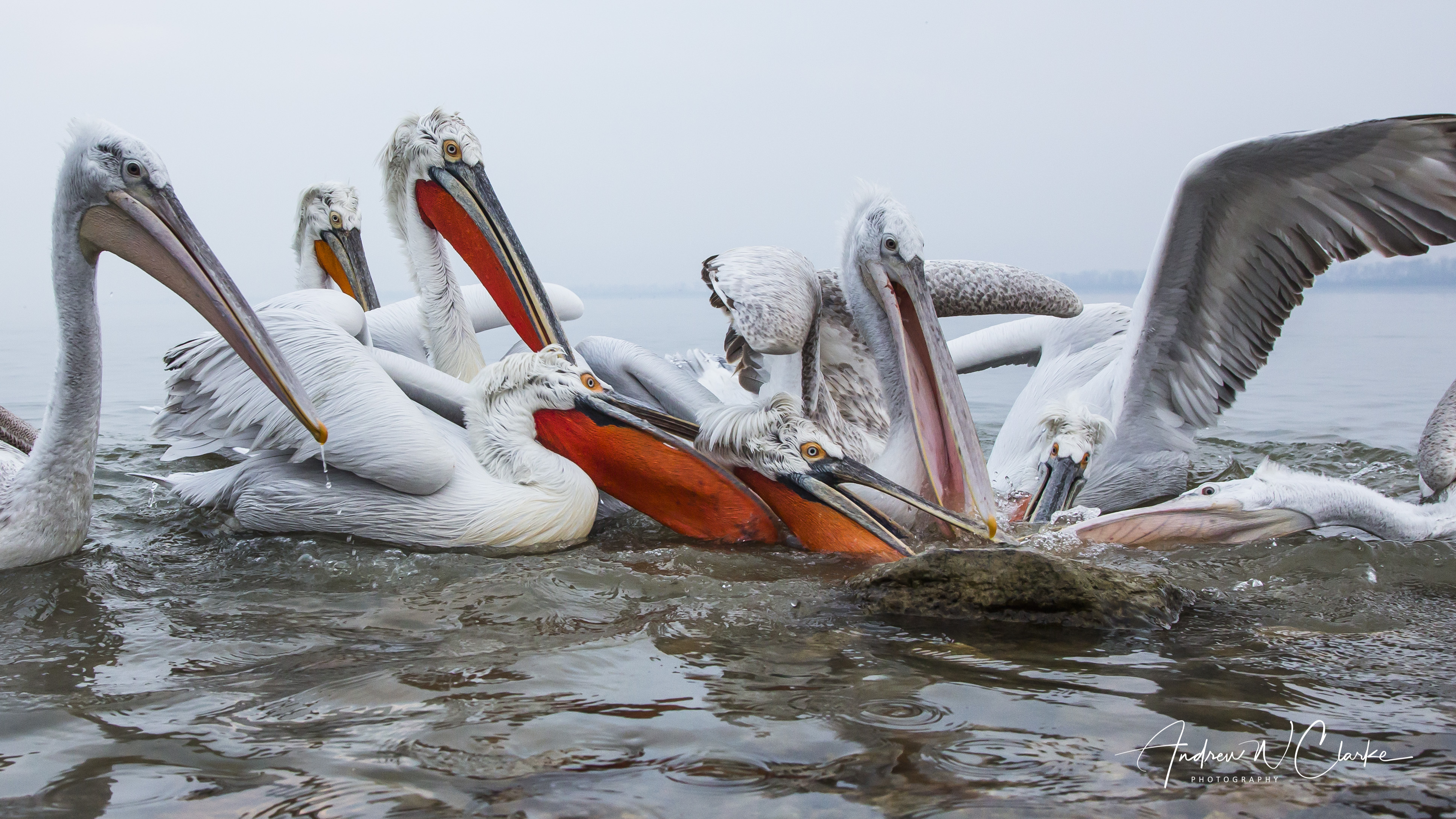 Dalmatian Pelican
