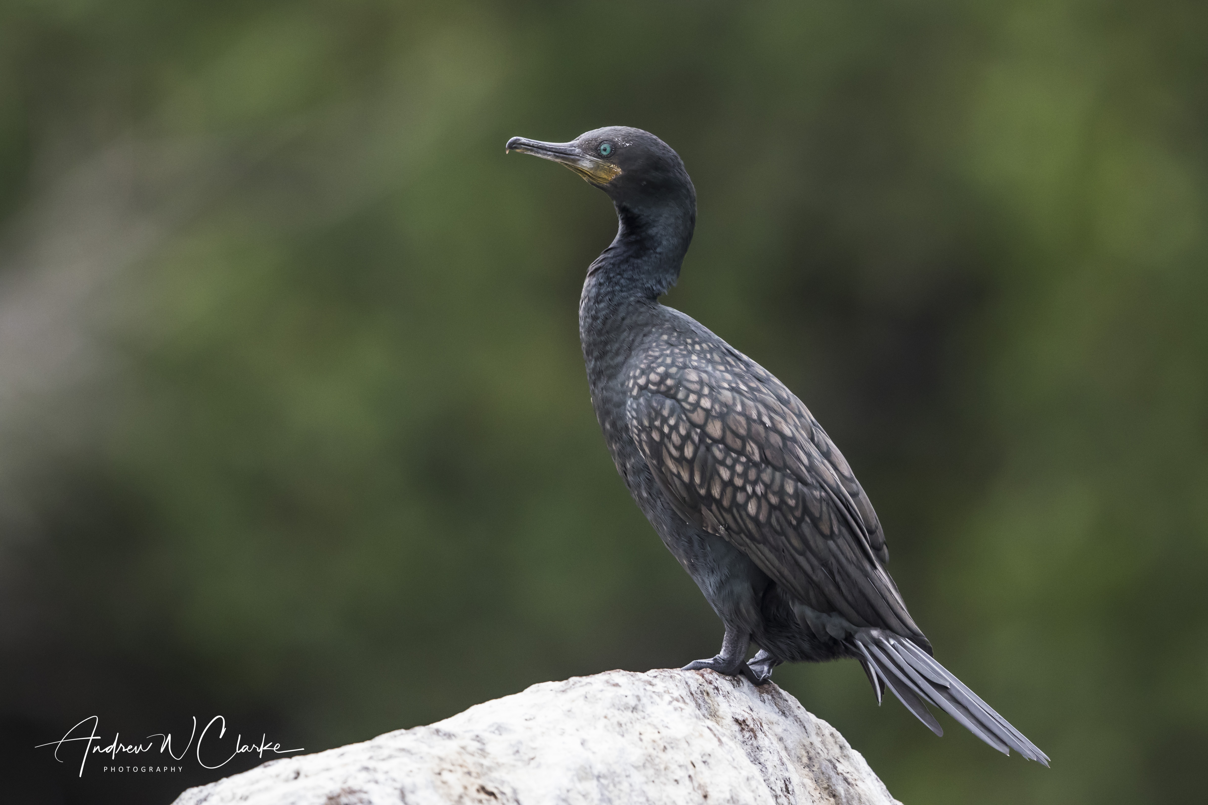 Indian Cormorant