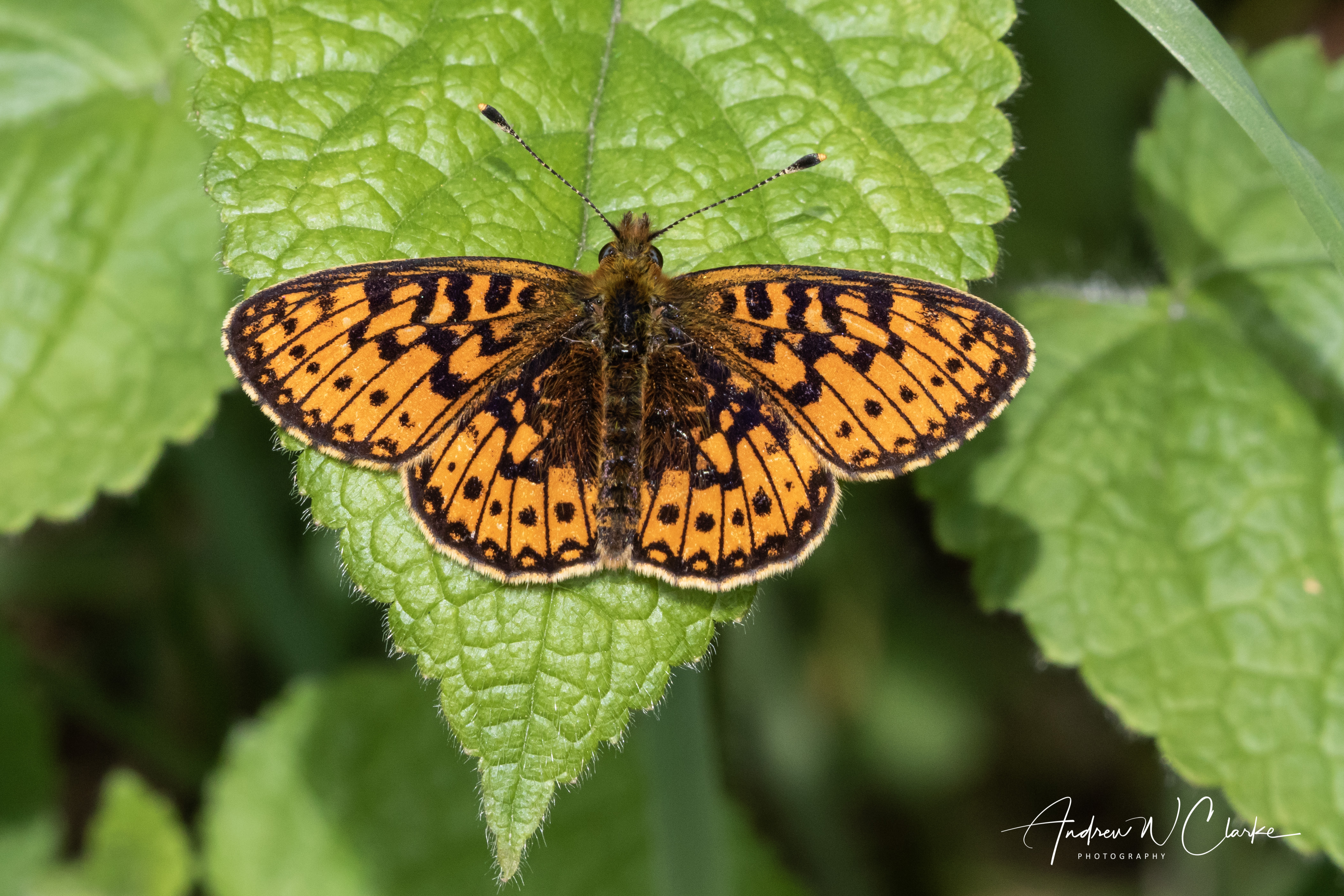 Small Pearl-bordered Fritillary