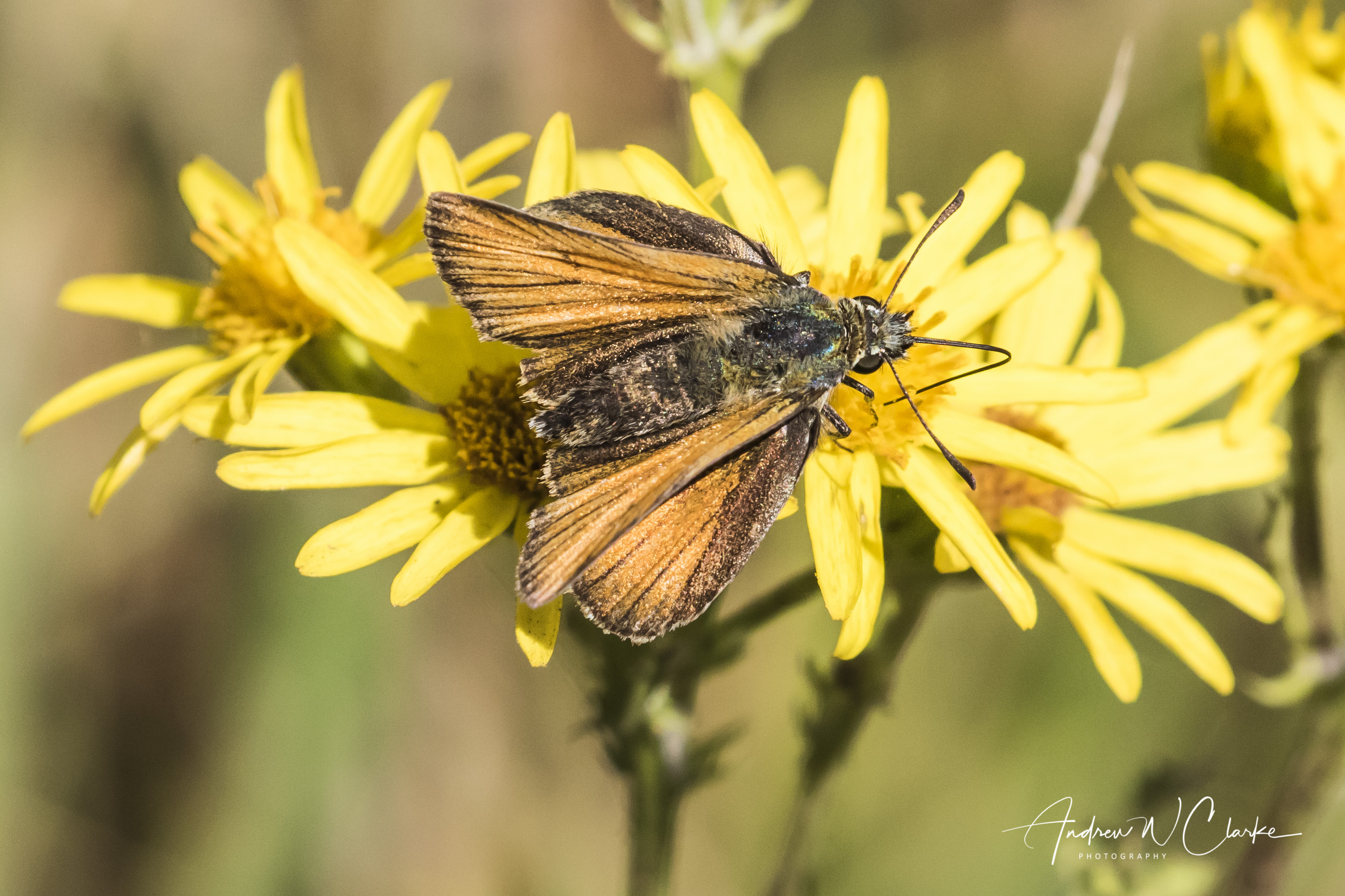 Essex Skipper