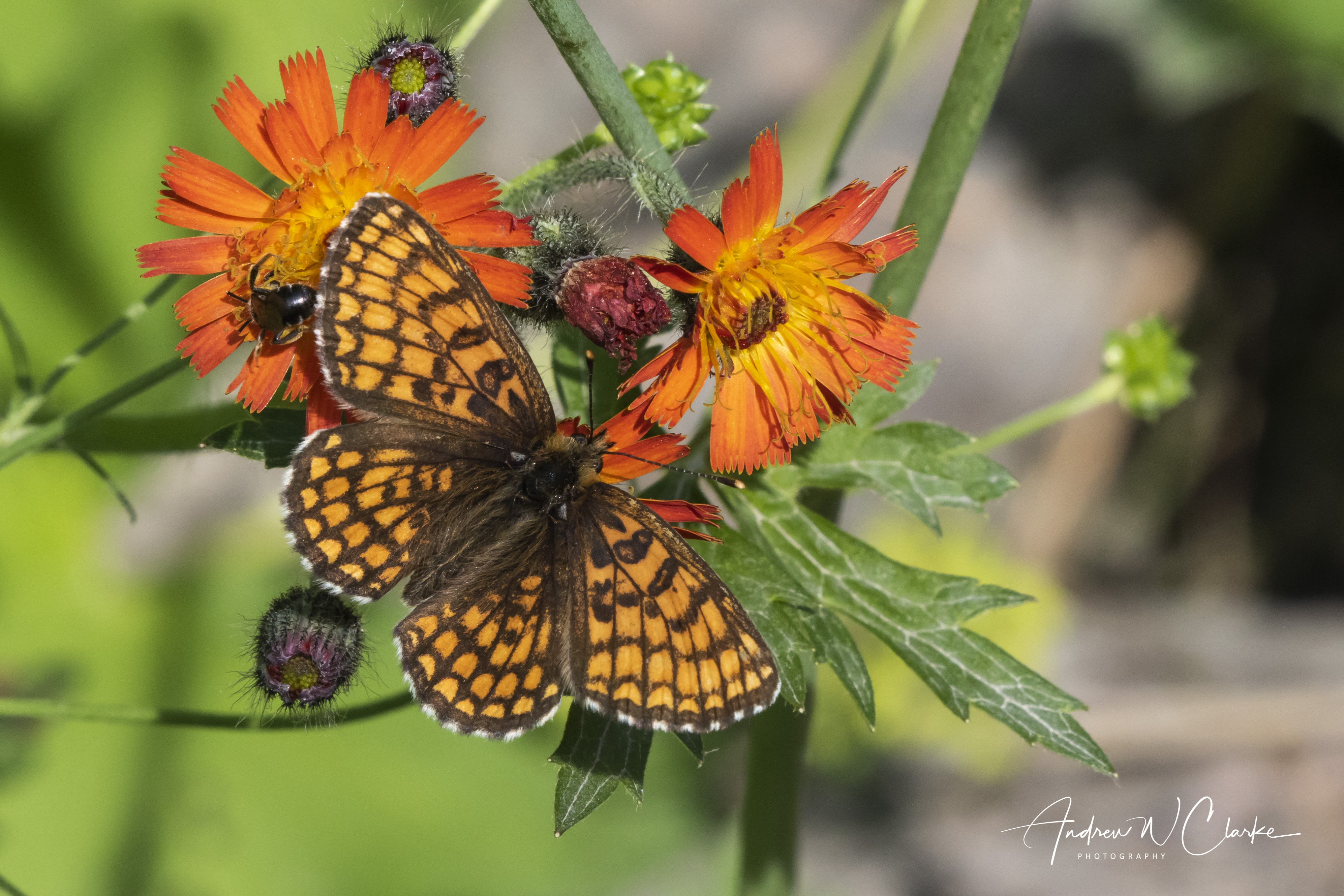 Heath Fritillary