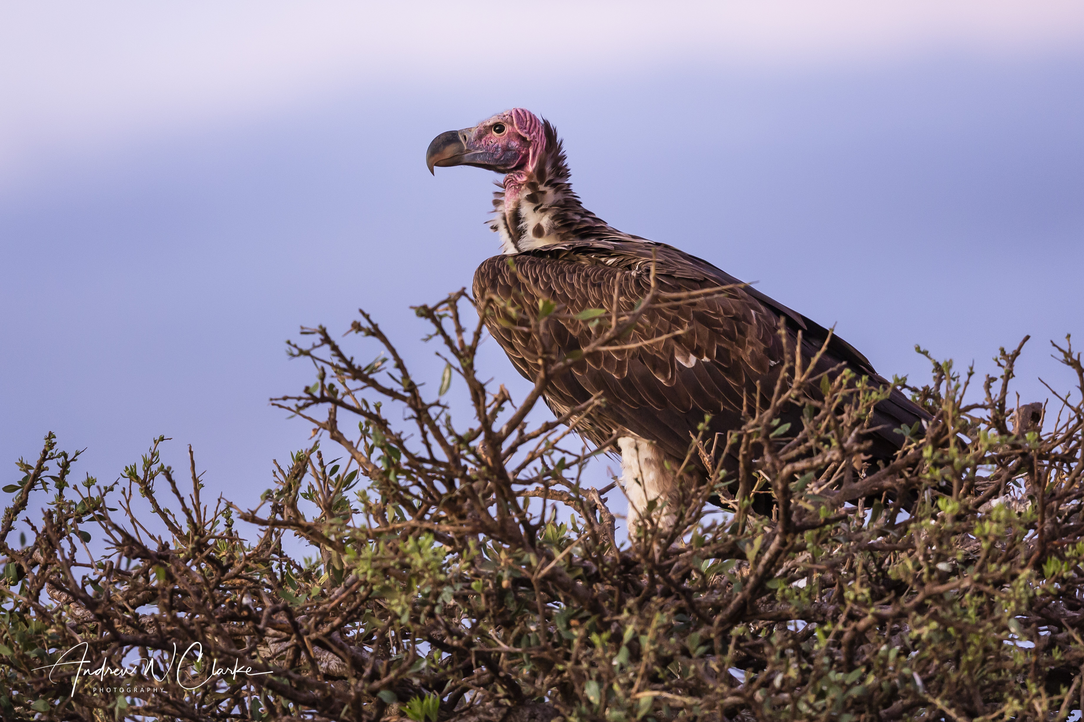Lappet-faced Vulture