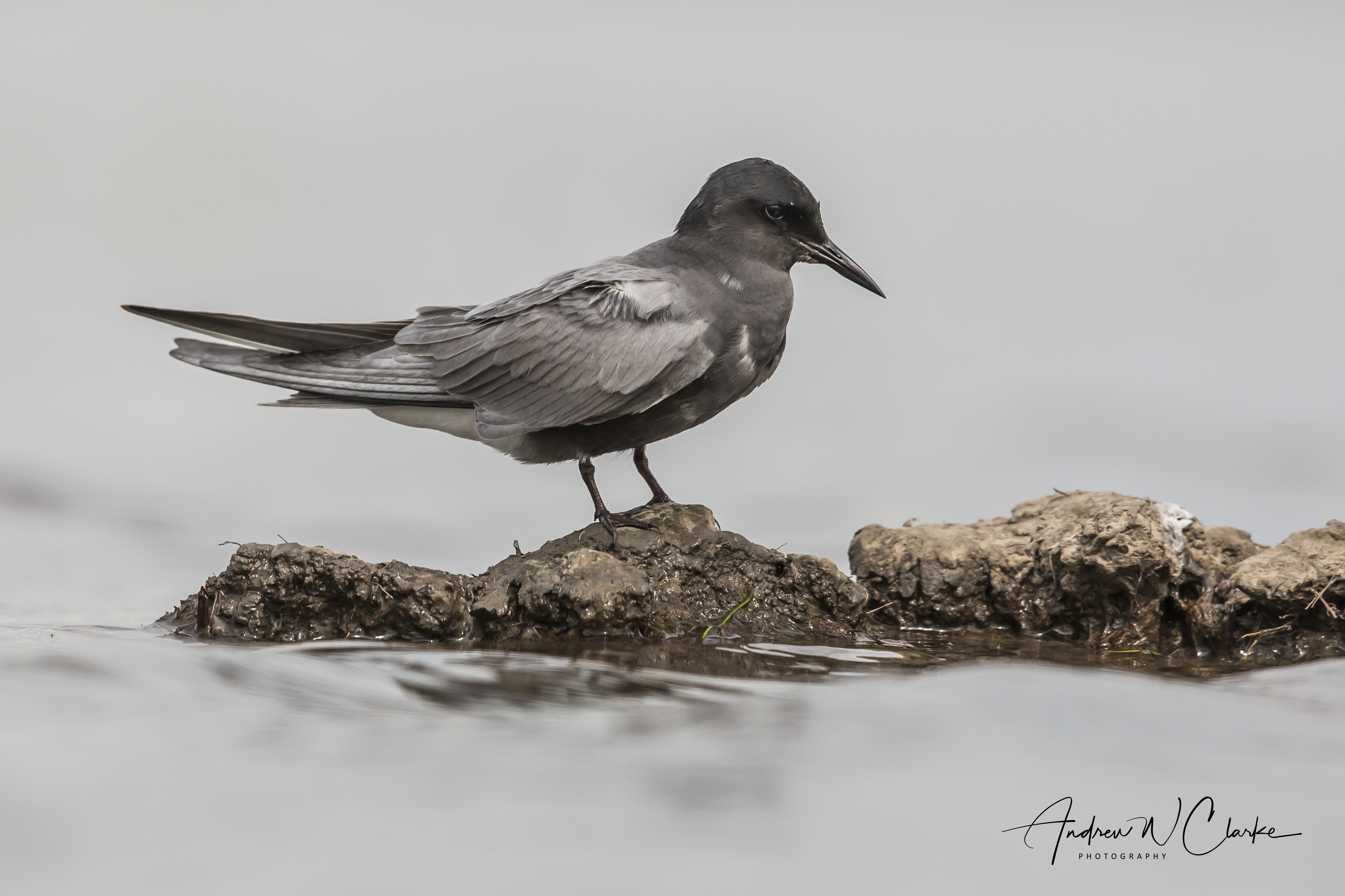 Black Tern