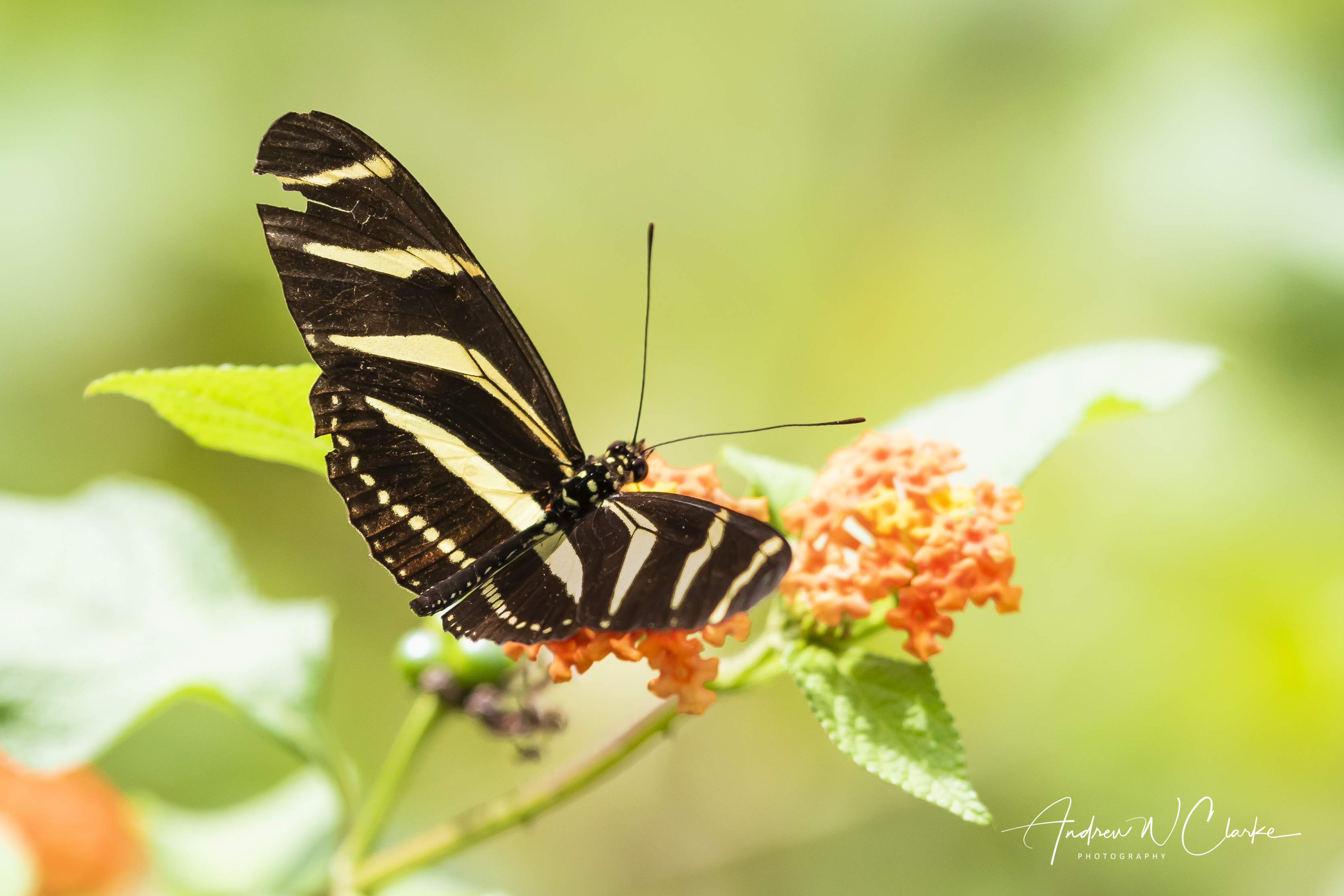 Zebra Heliconian