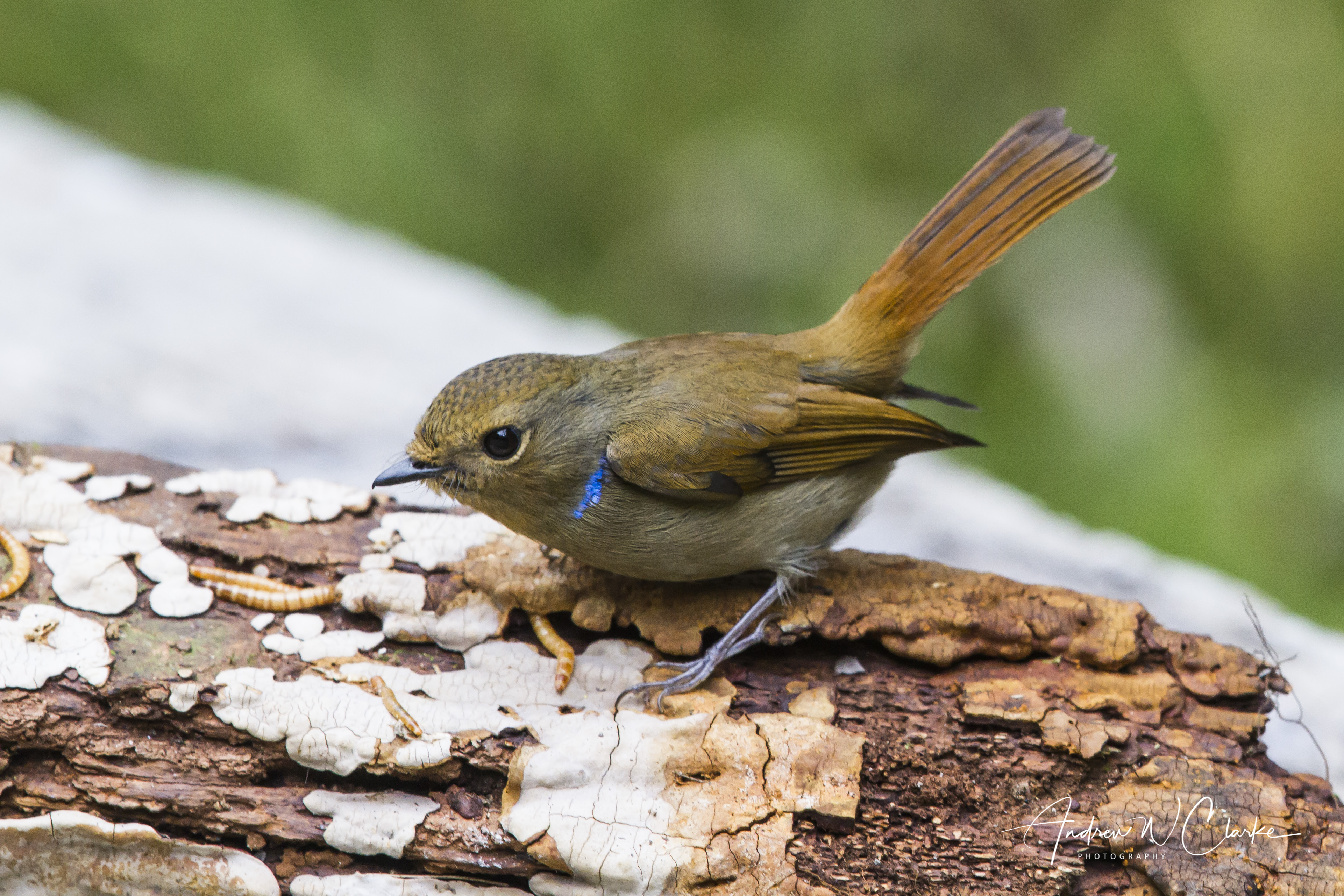 Small Niltava