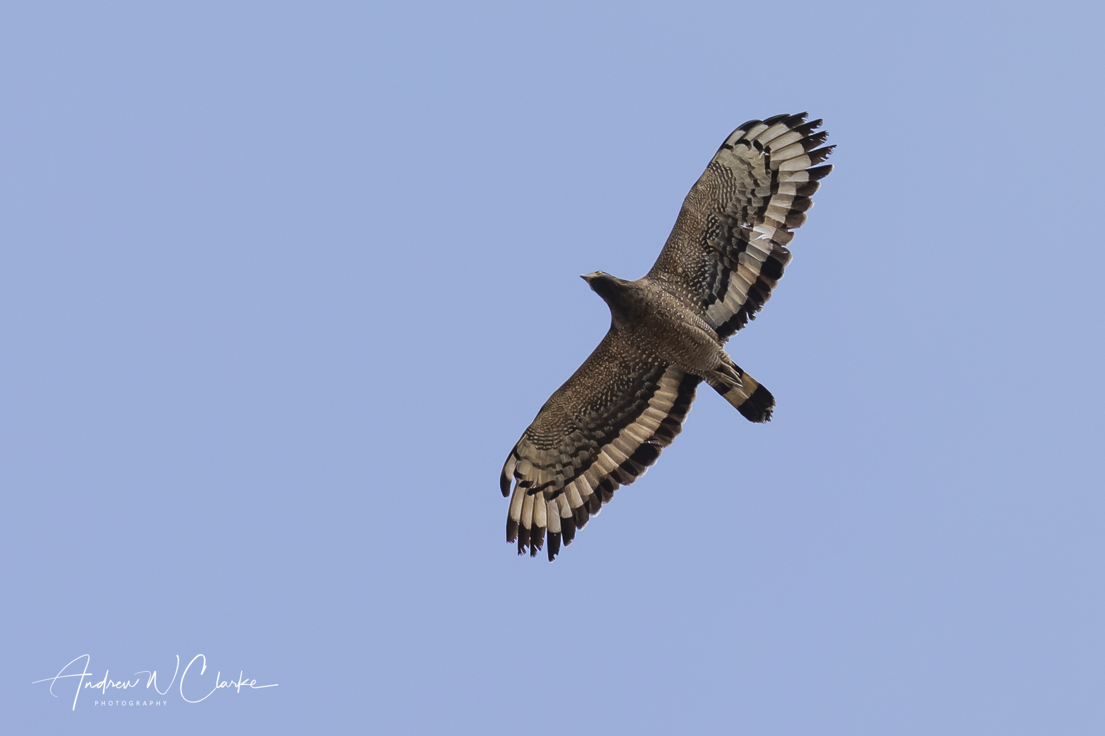 Crested Serpent-Eagle