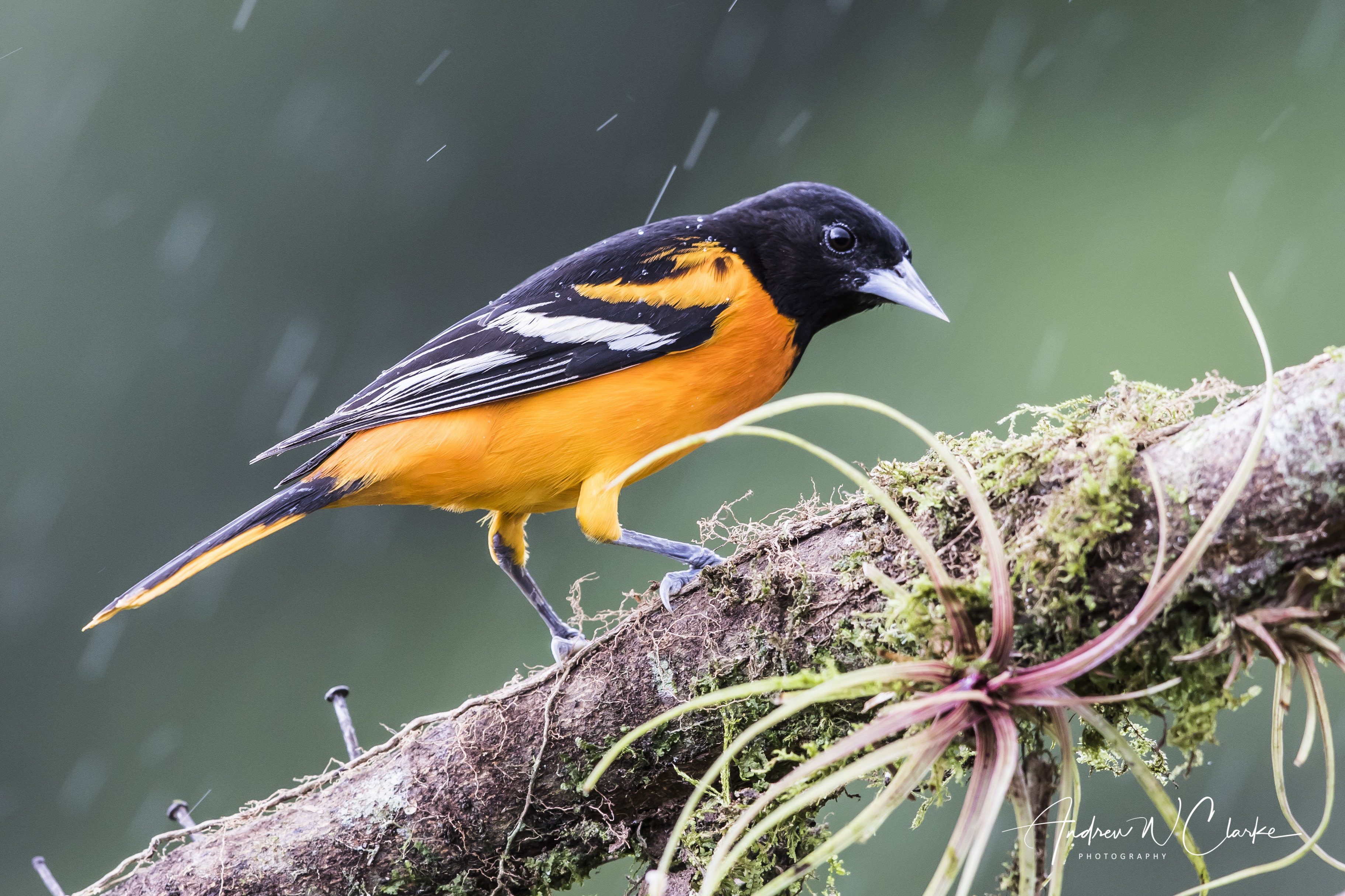 Baltimore Oriole