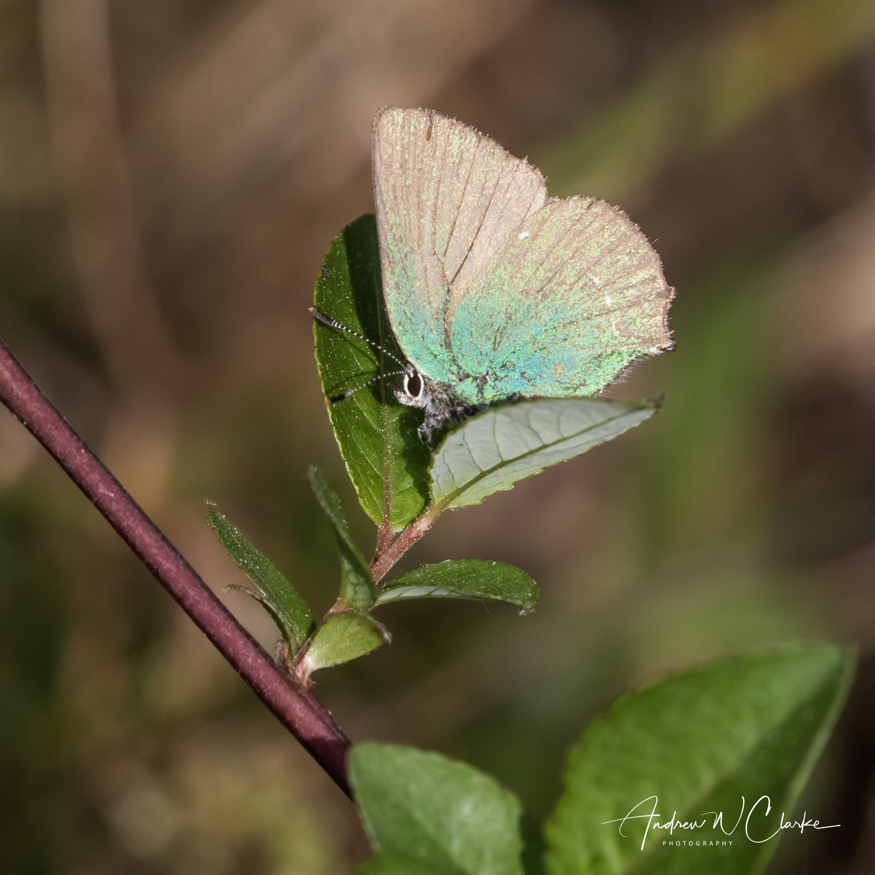 Green Hairstreak