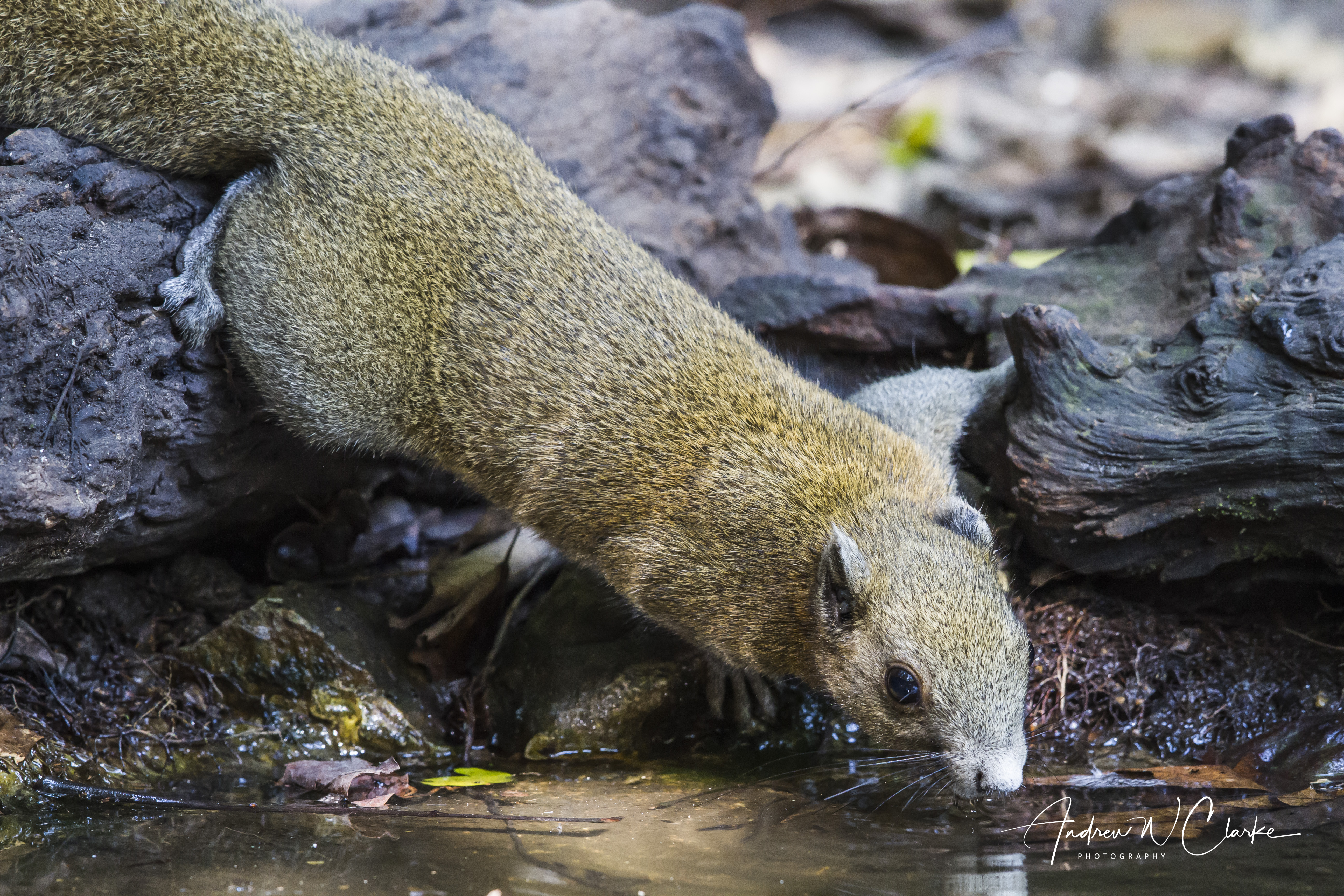 Grey-bellied Squirrel