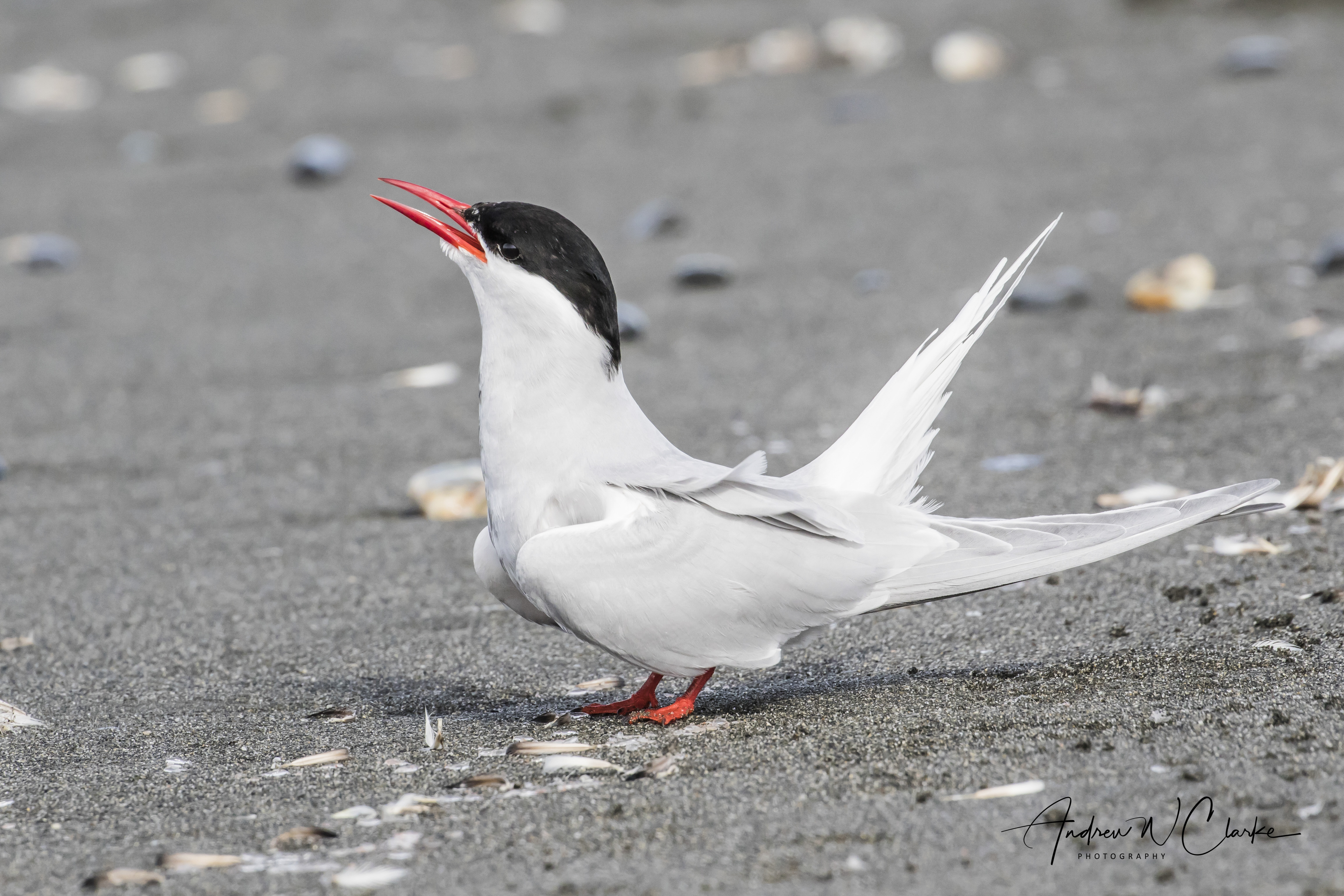 Antarctic Tern