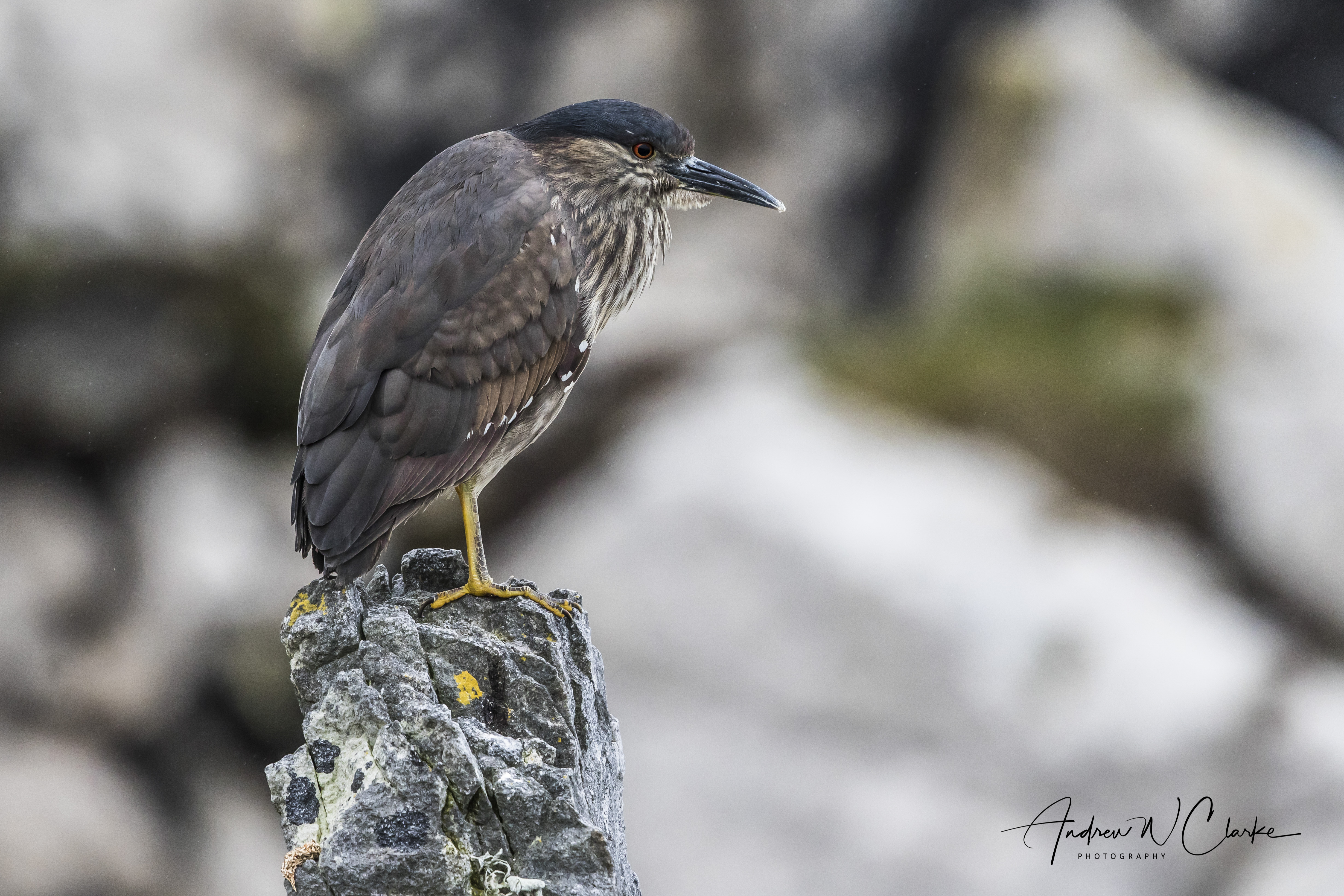 Night Heron