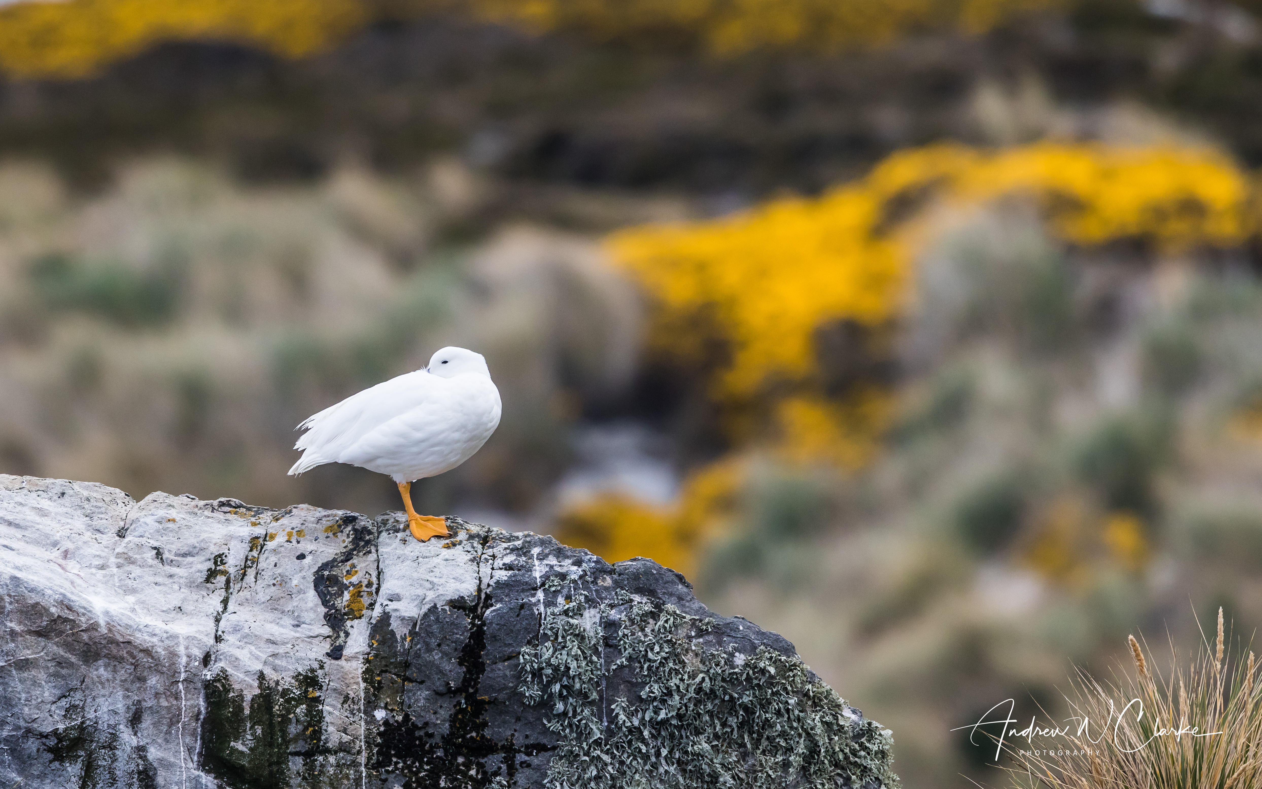 Kelp Goose