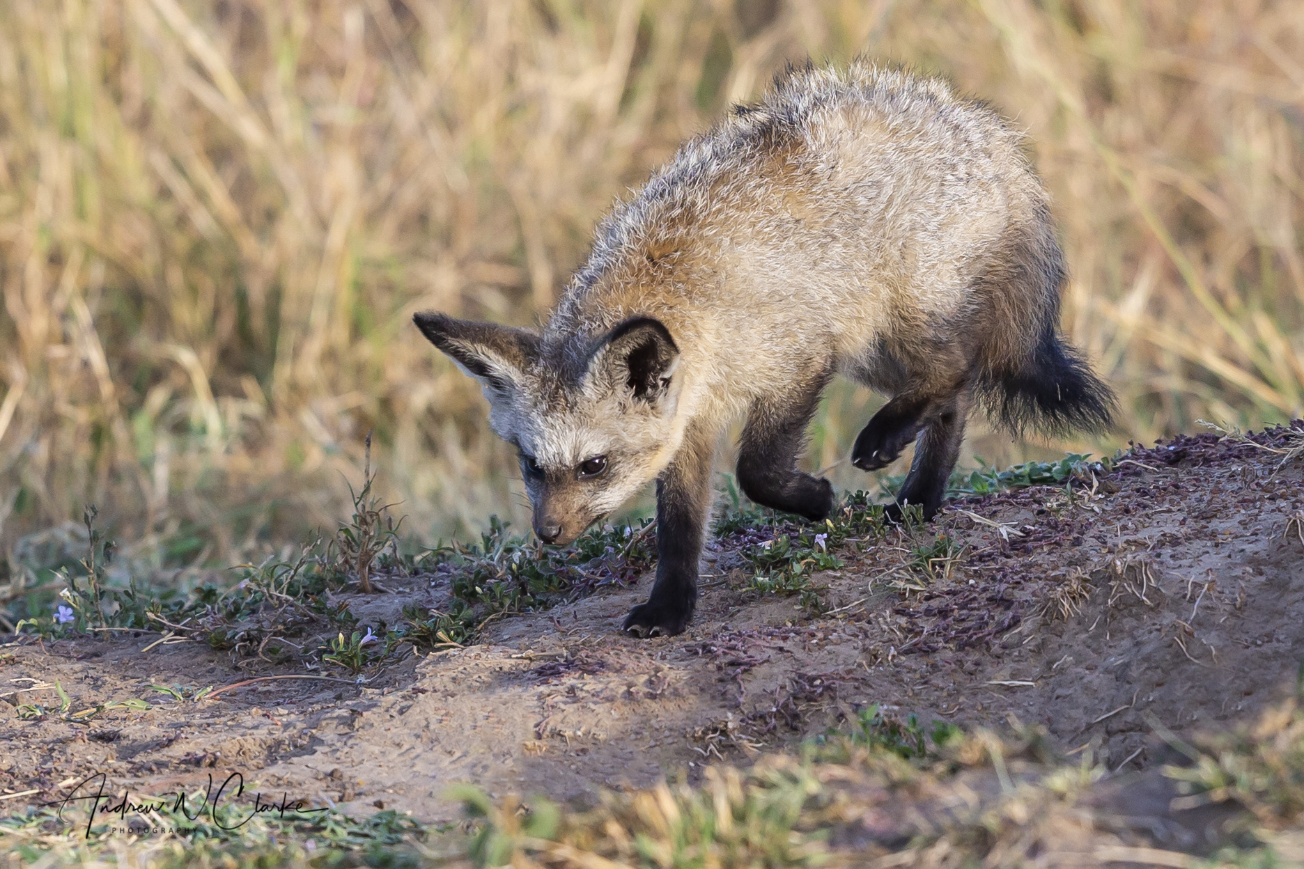 Bat-eared Fox