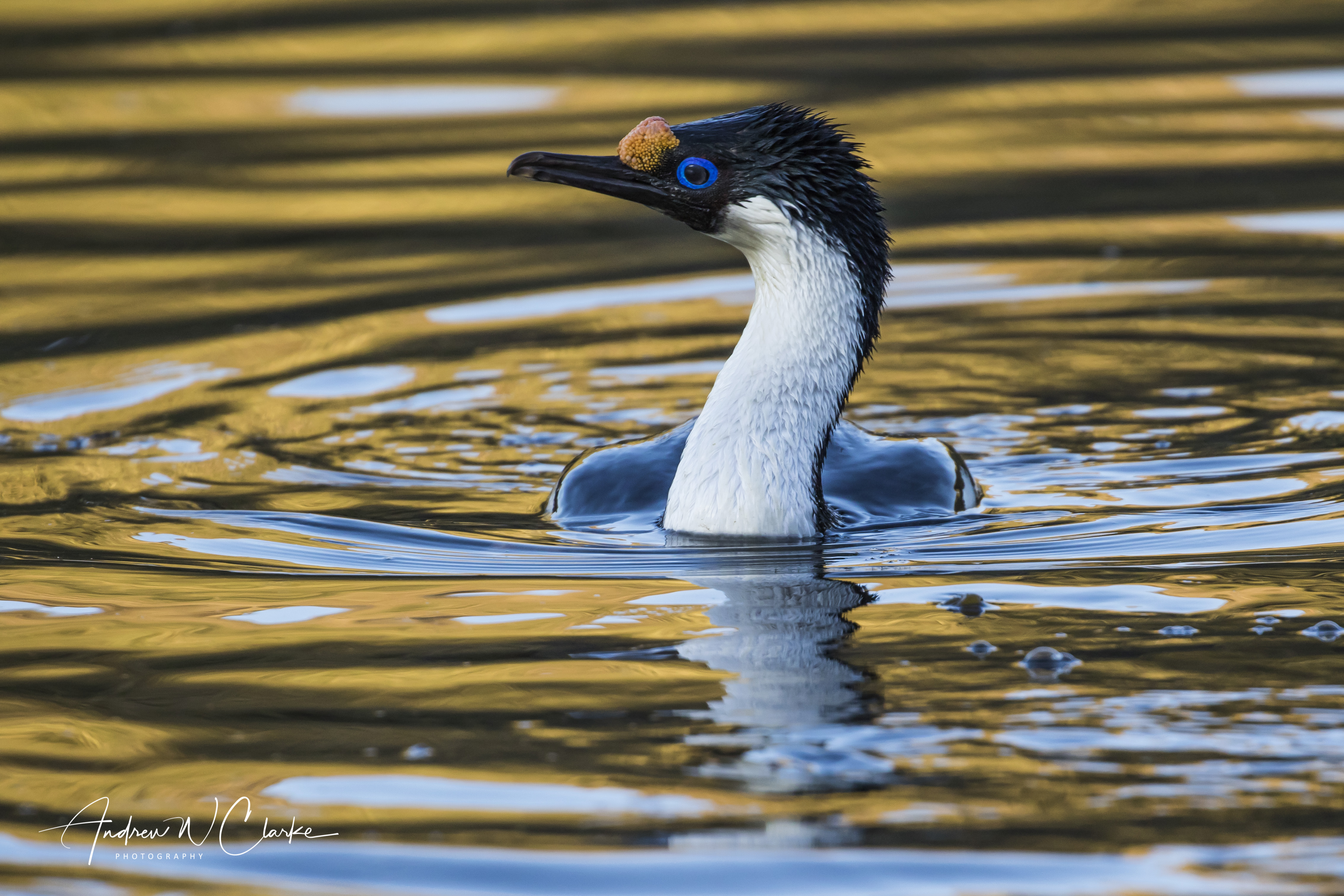South Georgia Shag