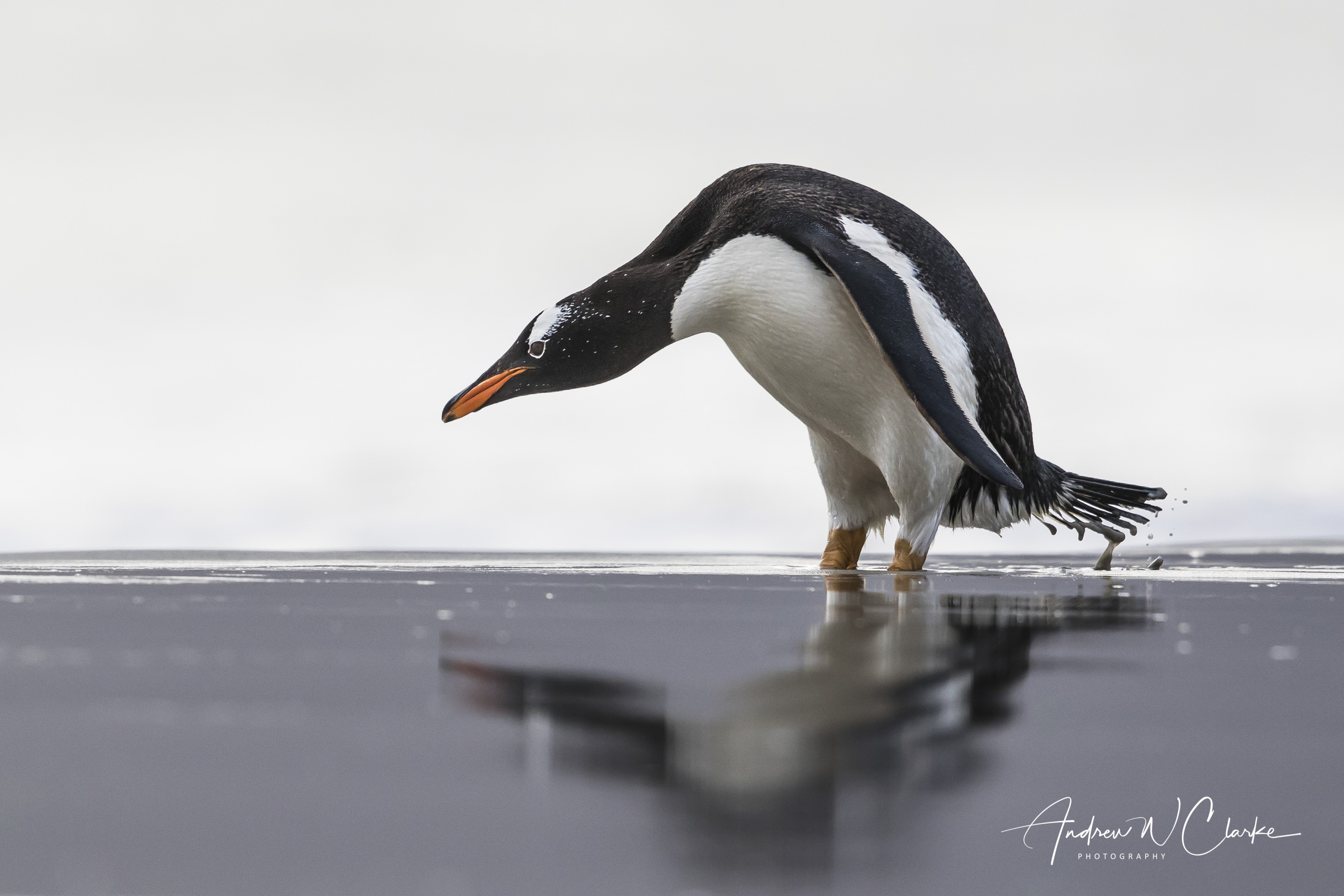 Gentoo Penguin