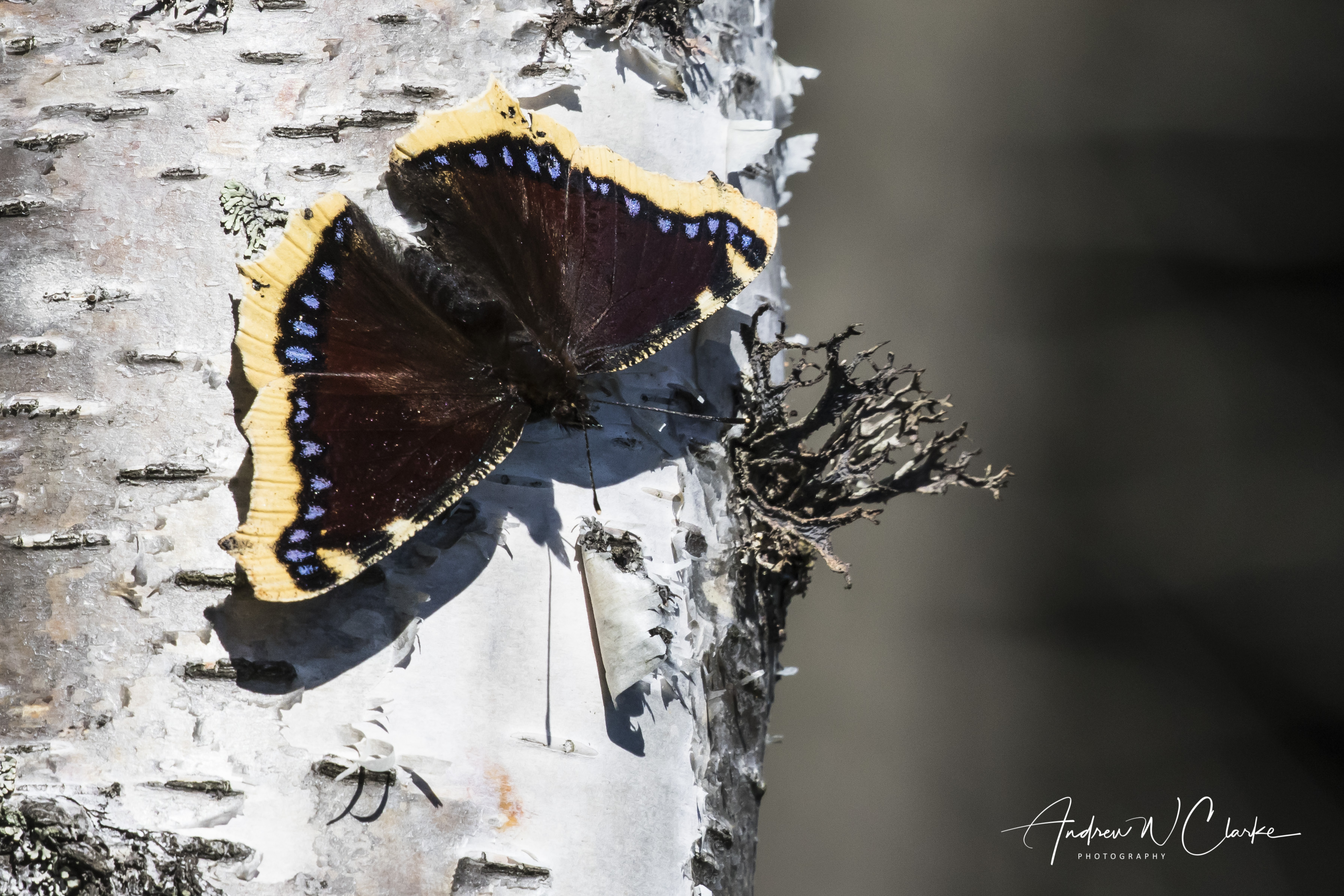 Camberwell Beauty