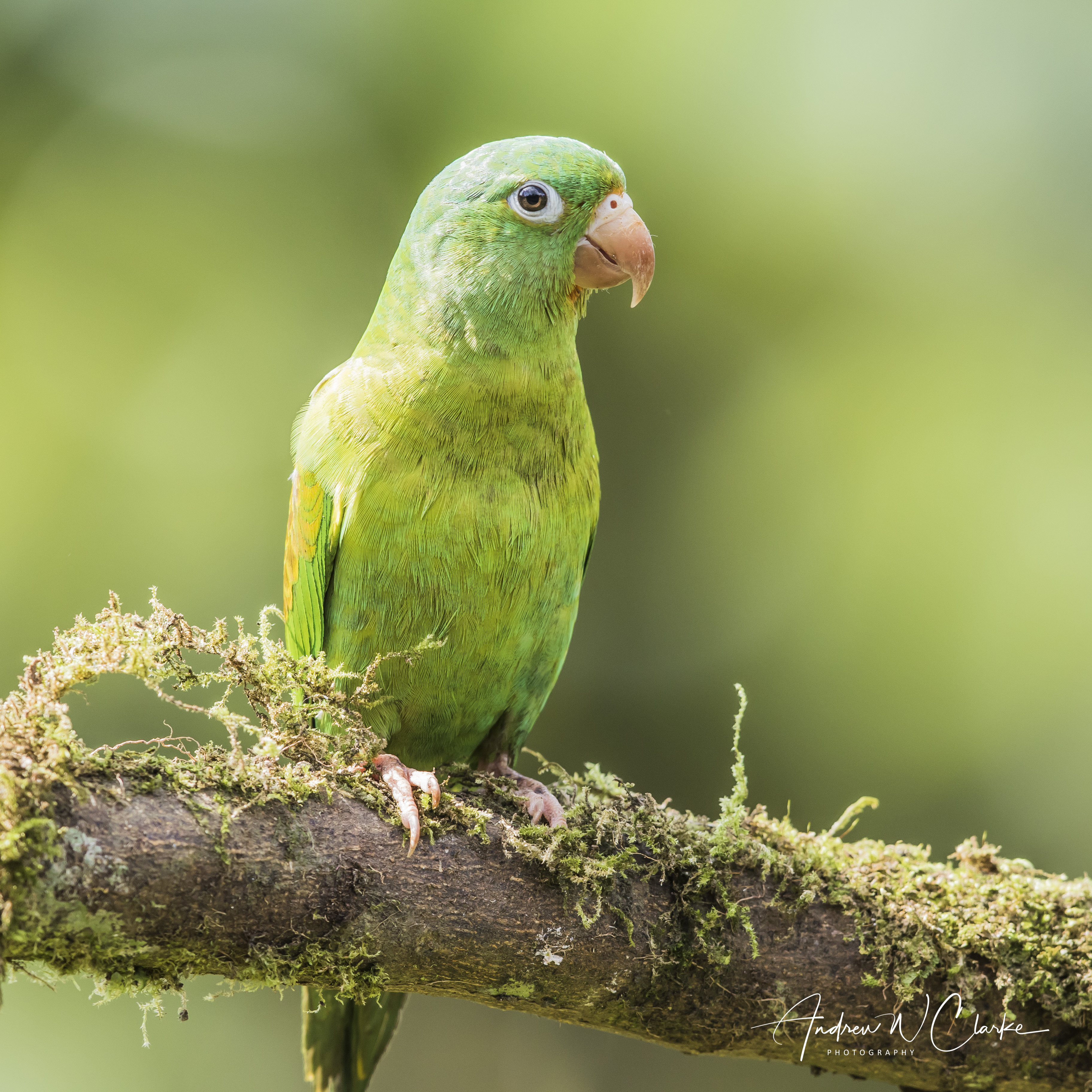 Orange-chinned Parakeet
