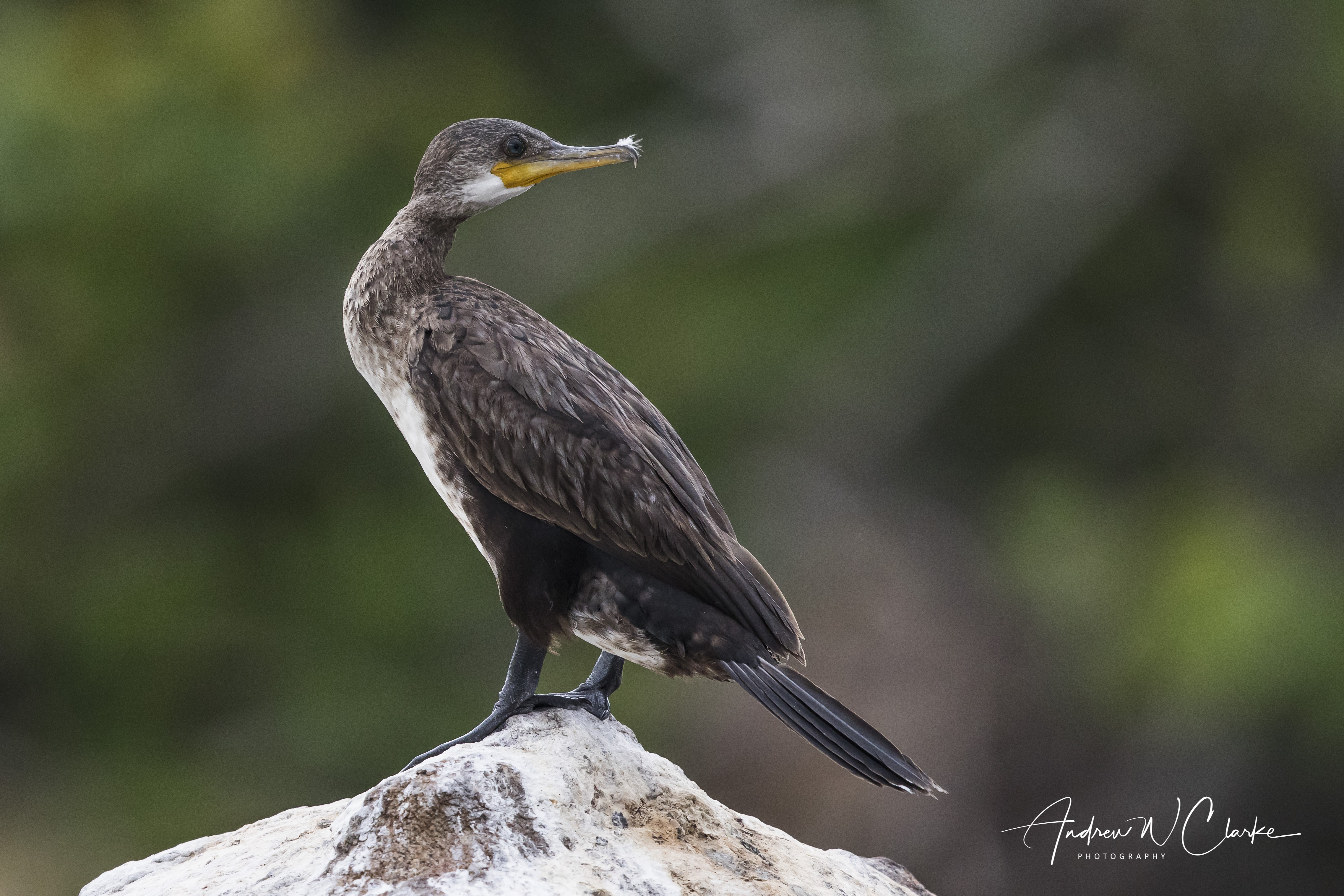 Indian Cormorant