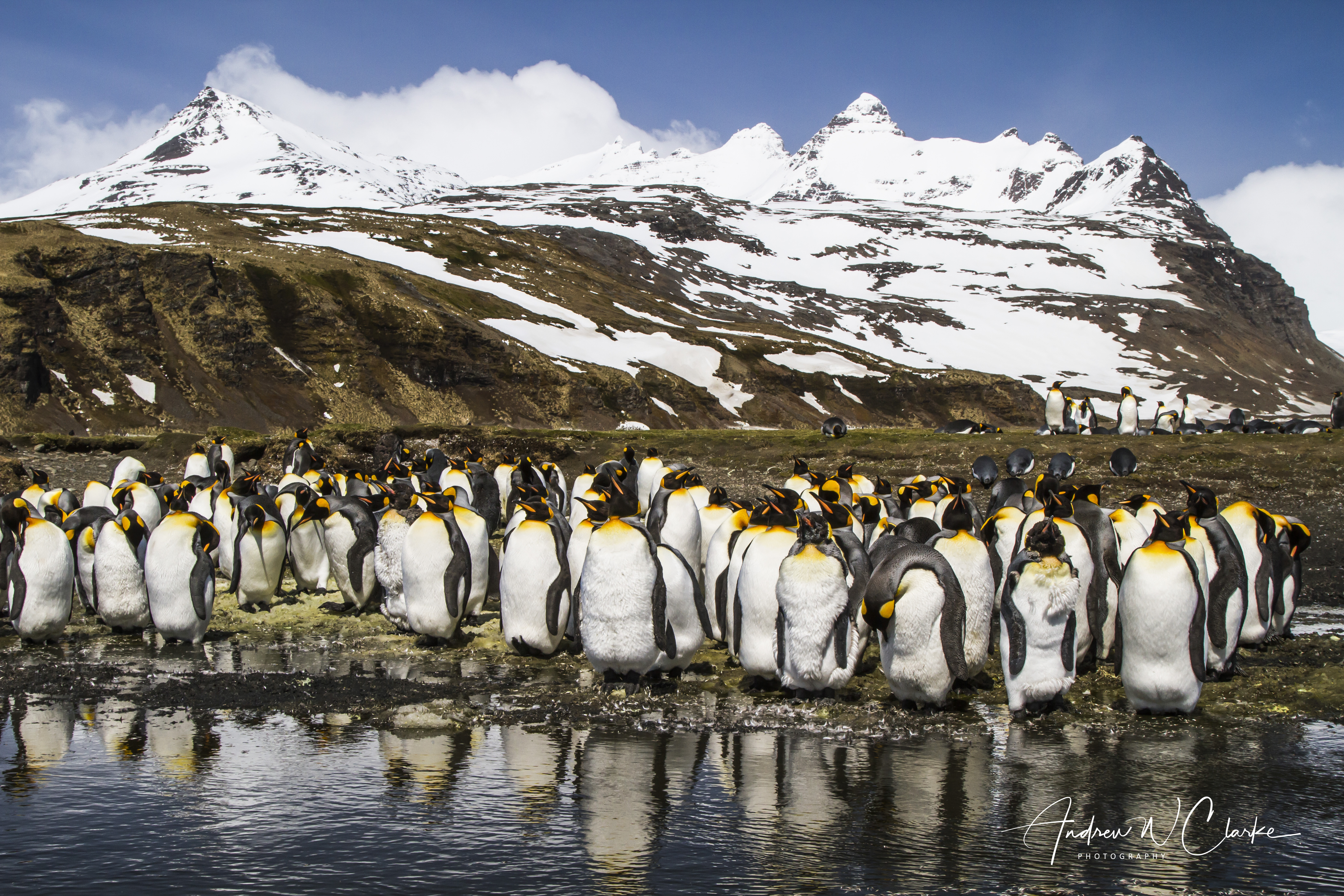 King Penguin