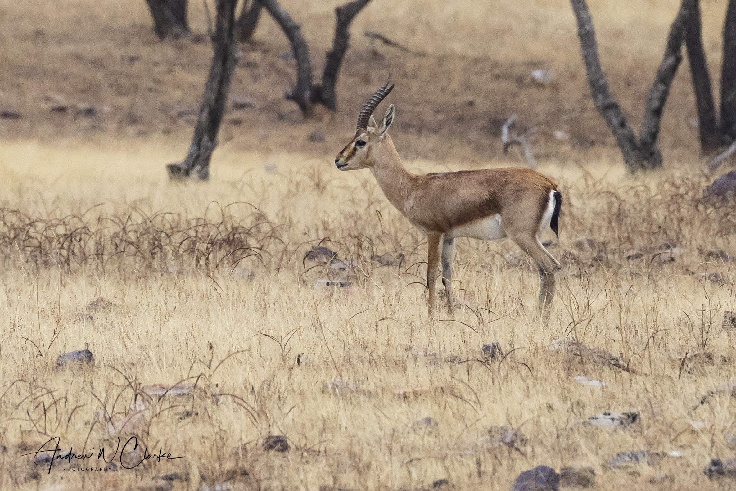 Chinkara