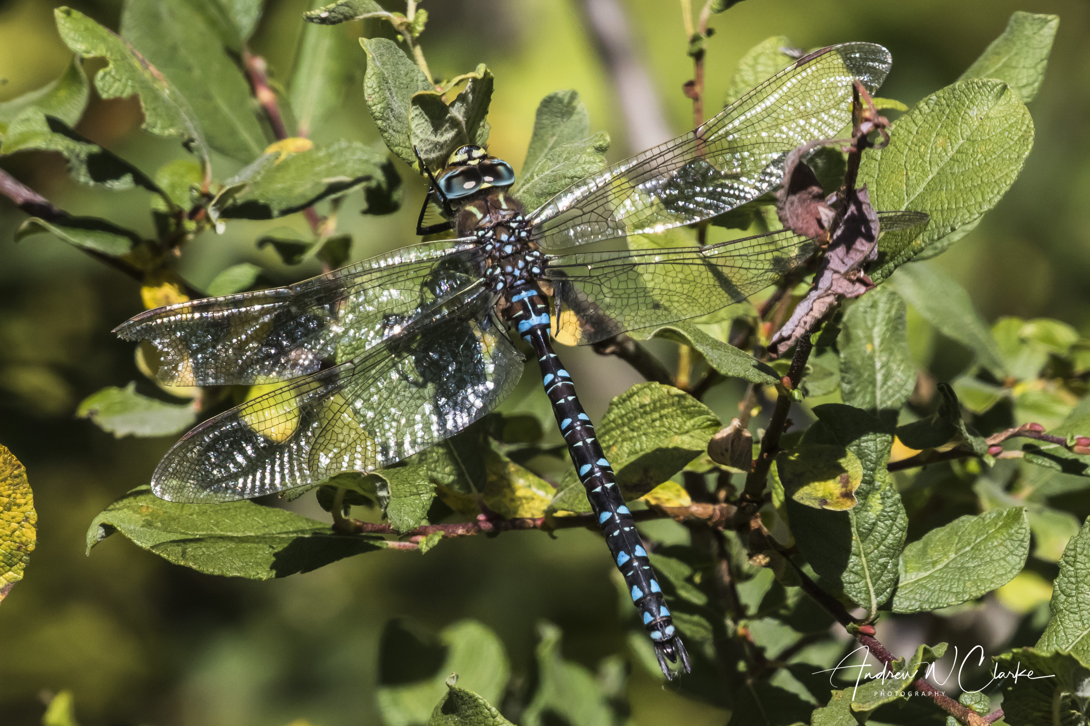 Moorland Hawker