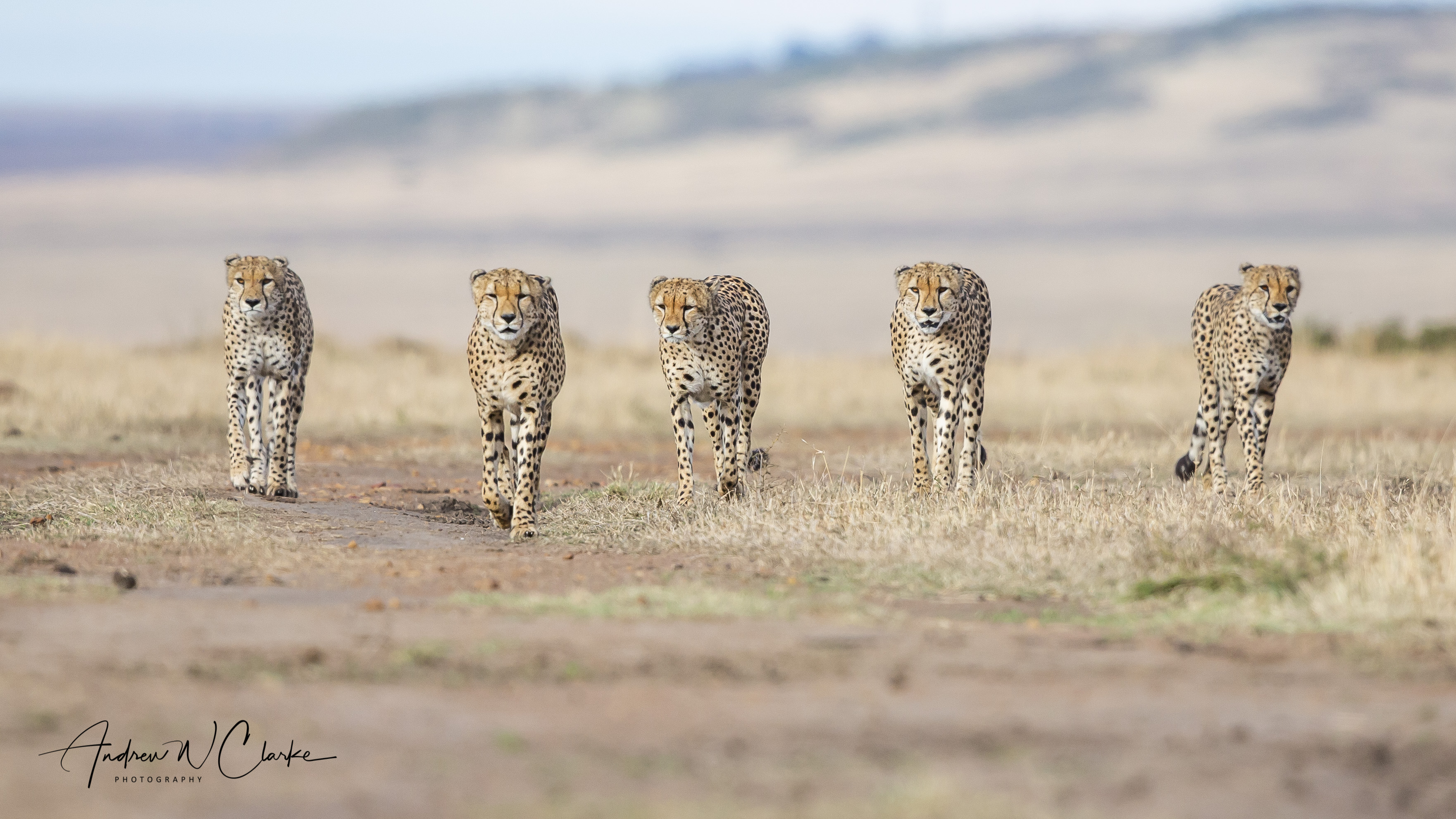 Cheetah