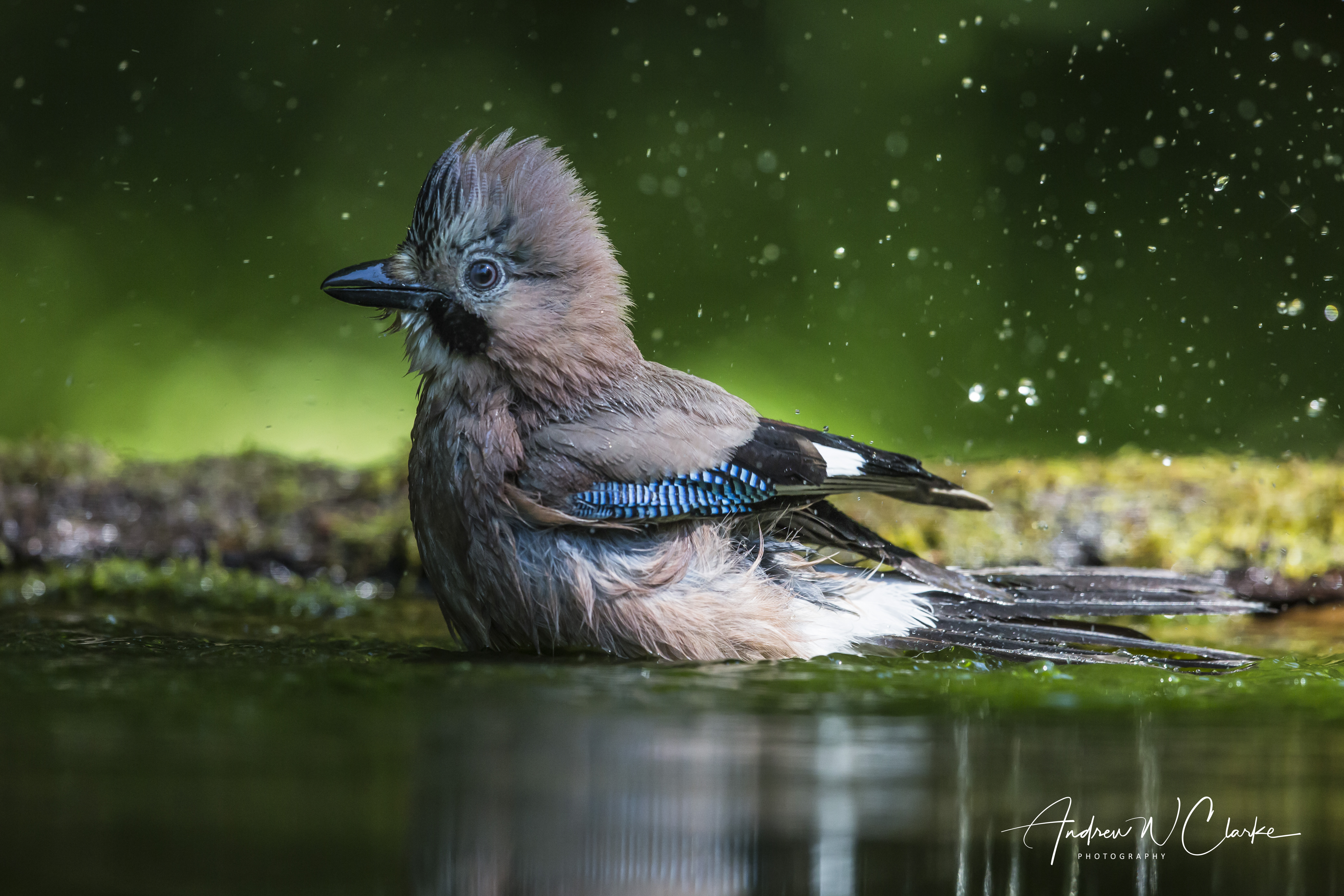 Eurasian Jay