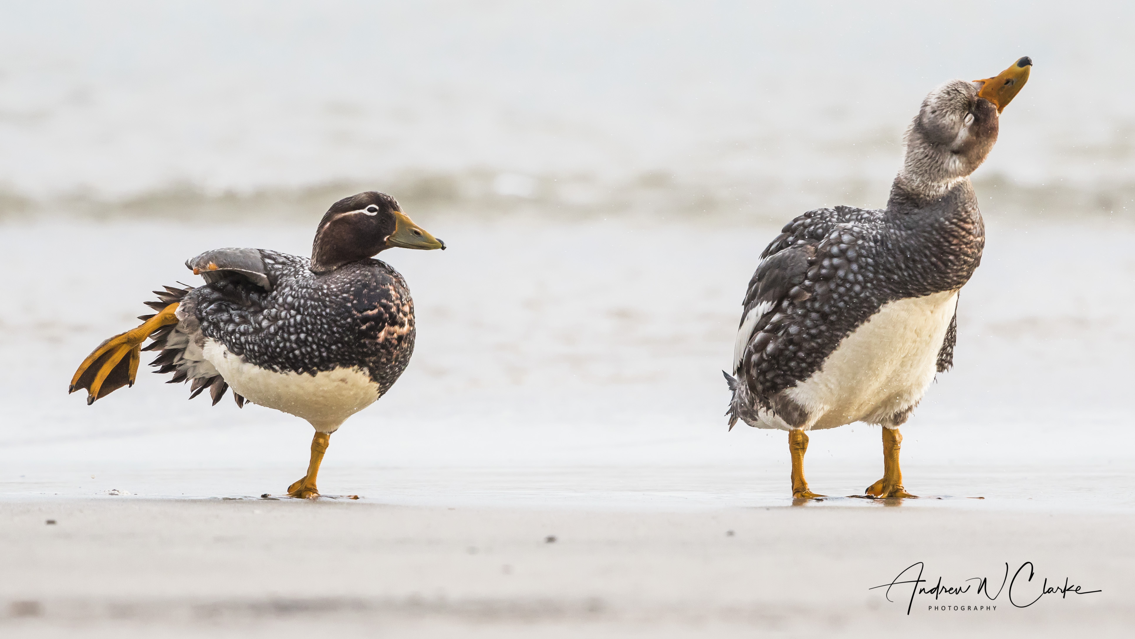 Falkland Steamer Duck