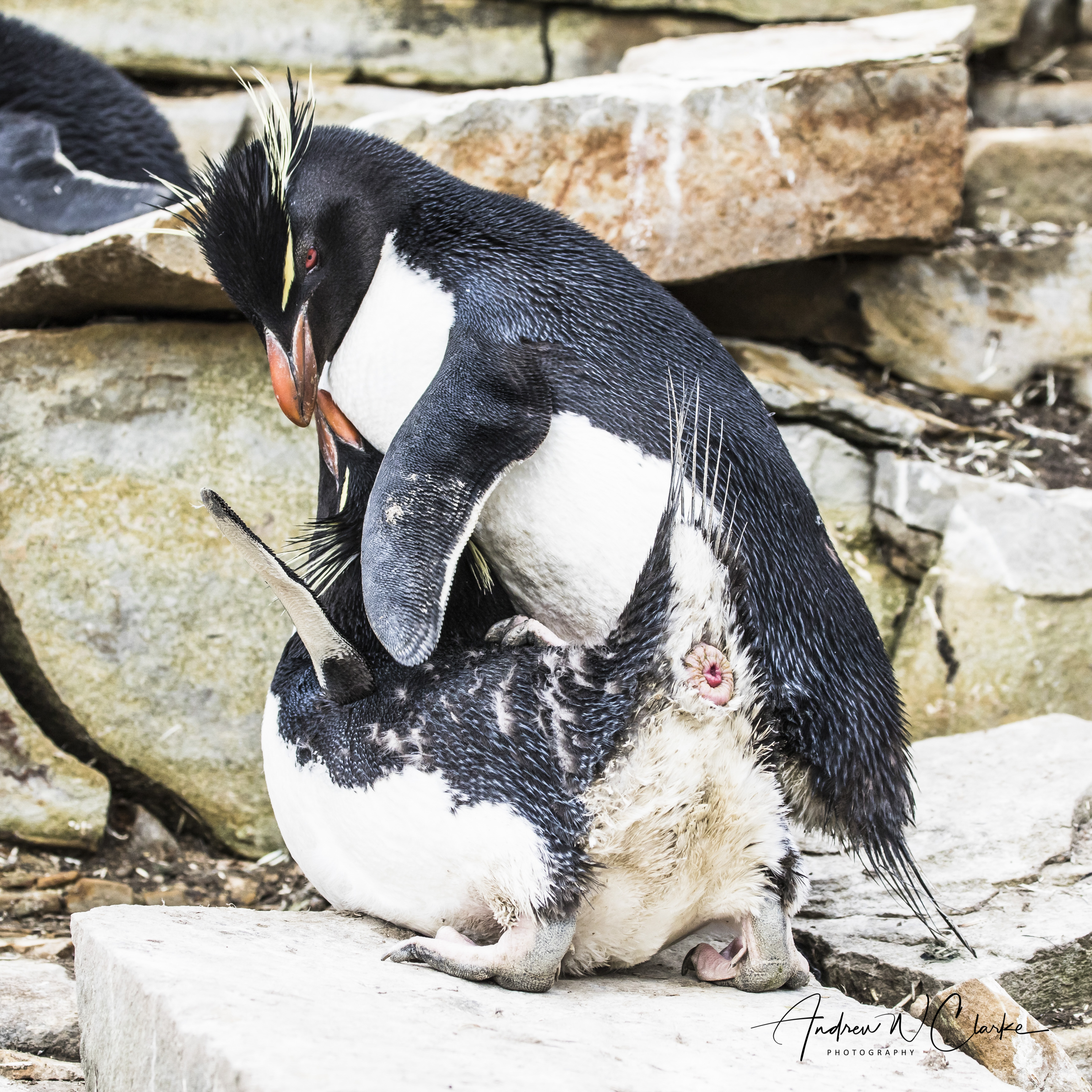 Southern Rockhopper Penguin