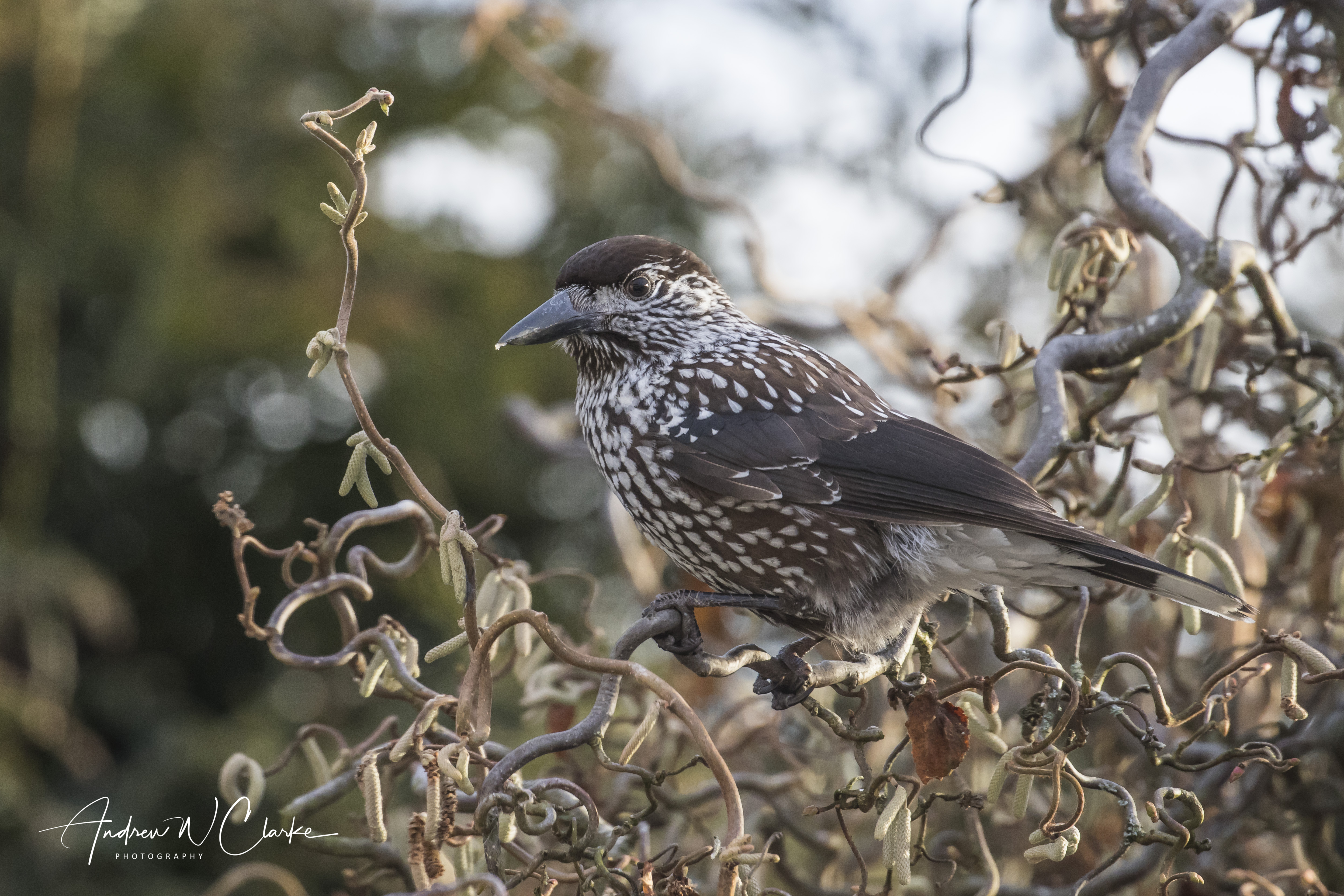 Eurasian Nutcracker / Nøttekråke