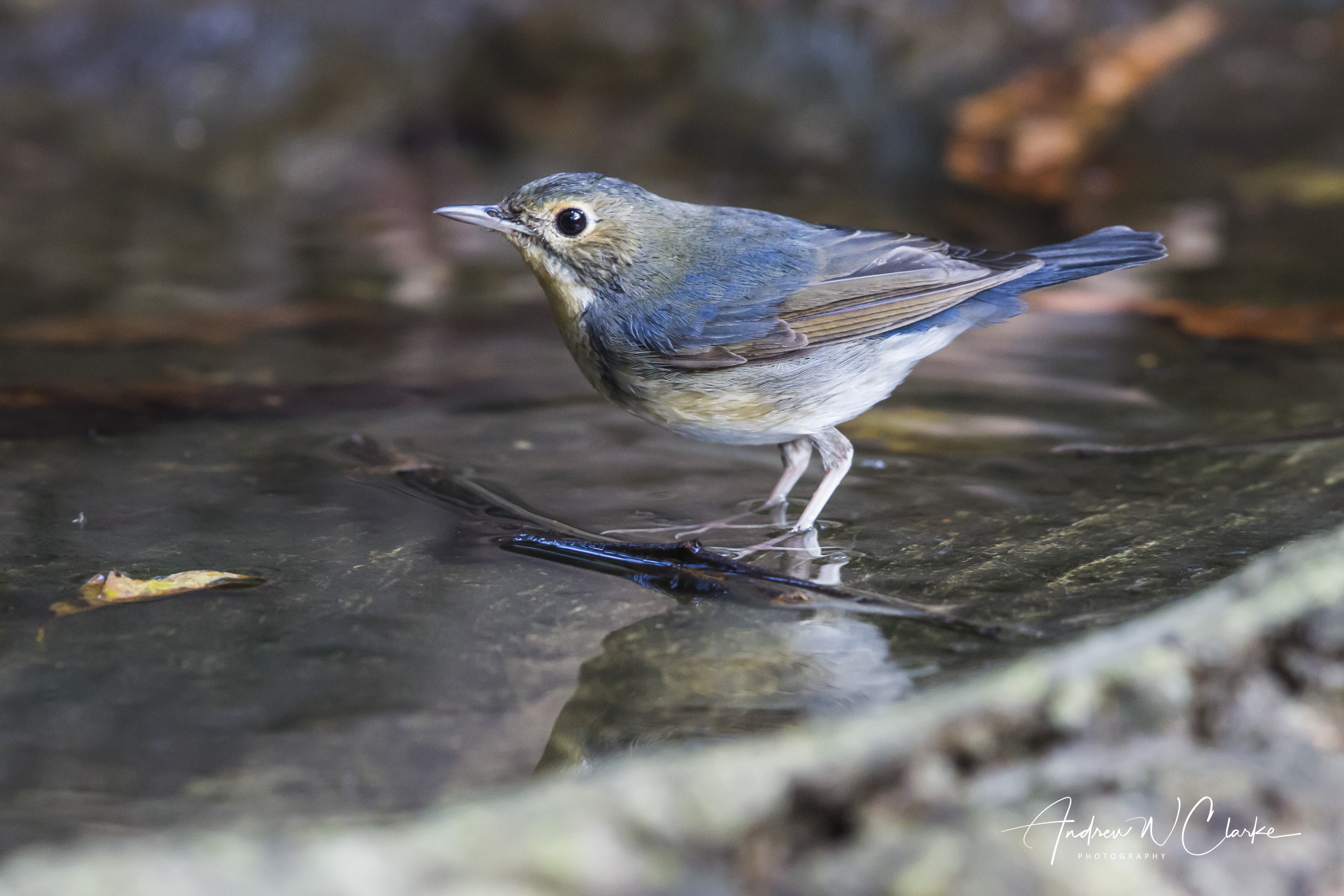 Siberian Blue Robin