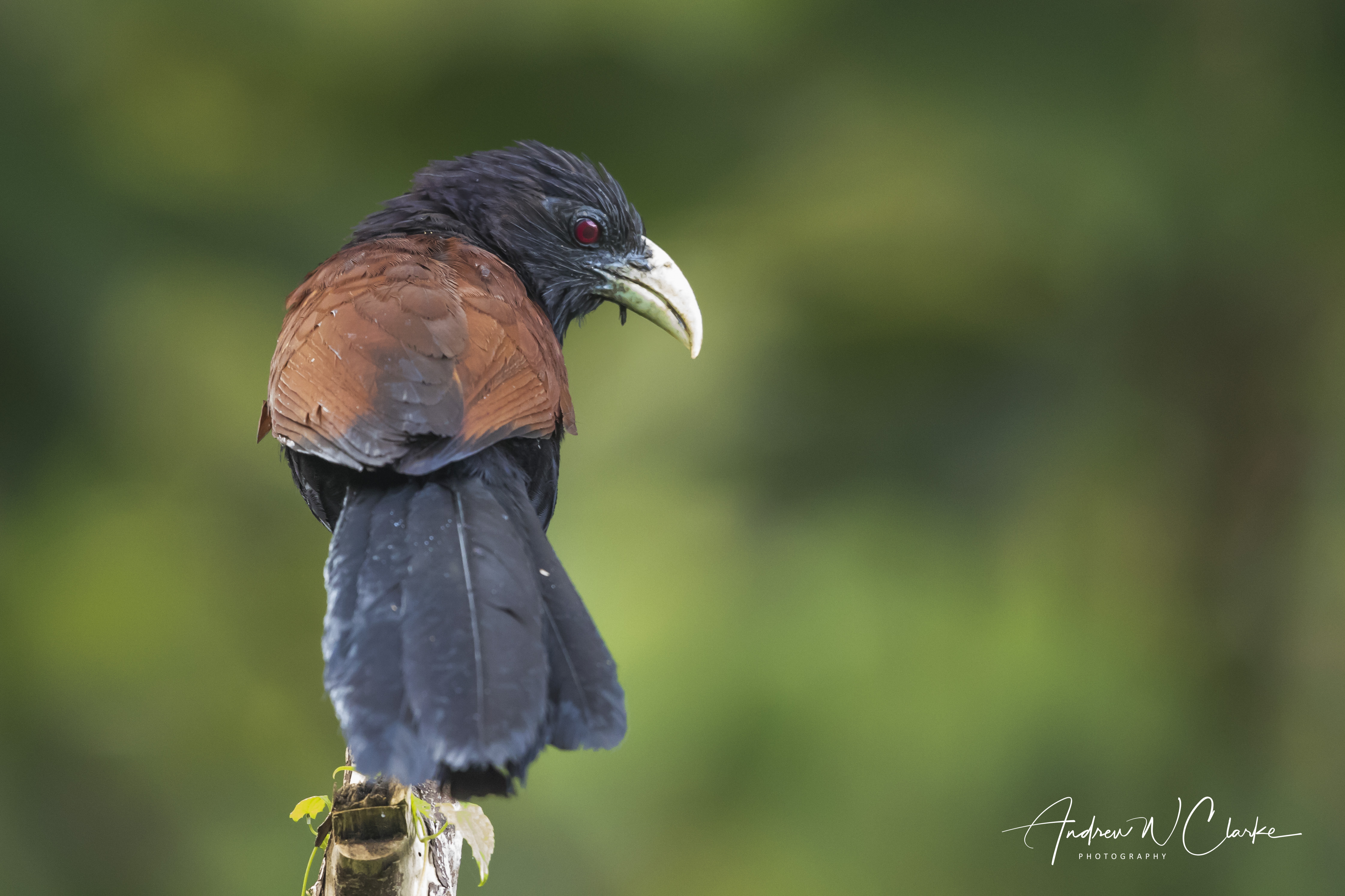 Green-billed Coucal