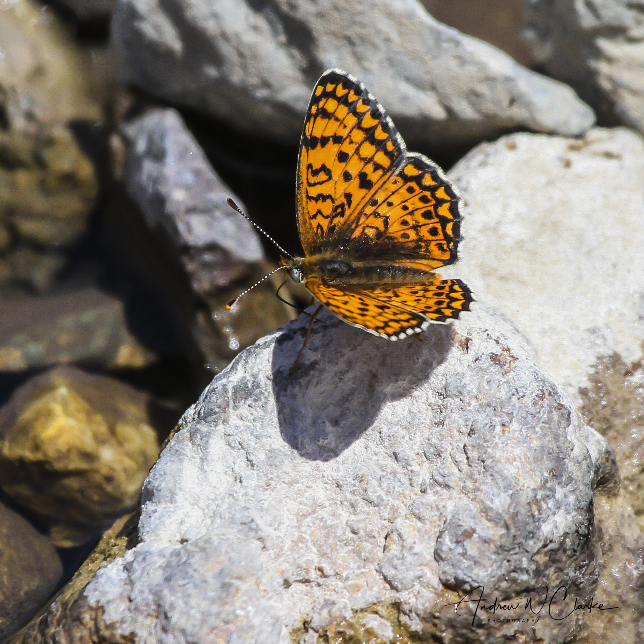Freyer's Fritillary