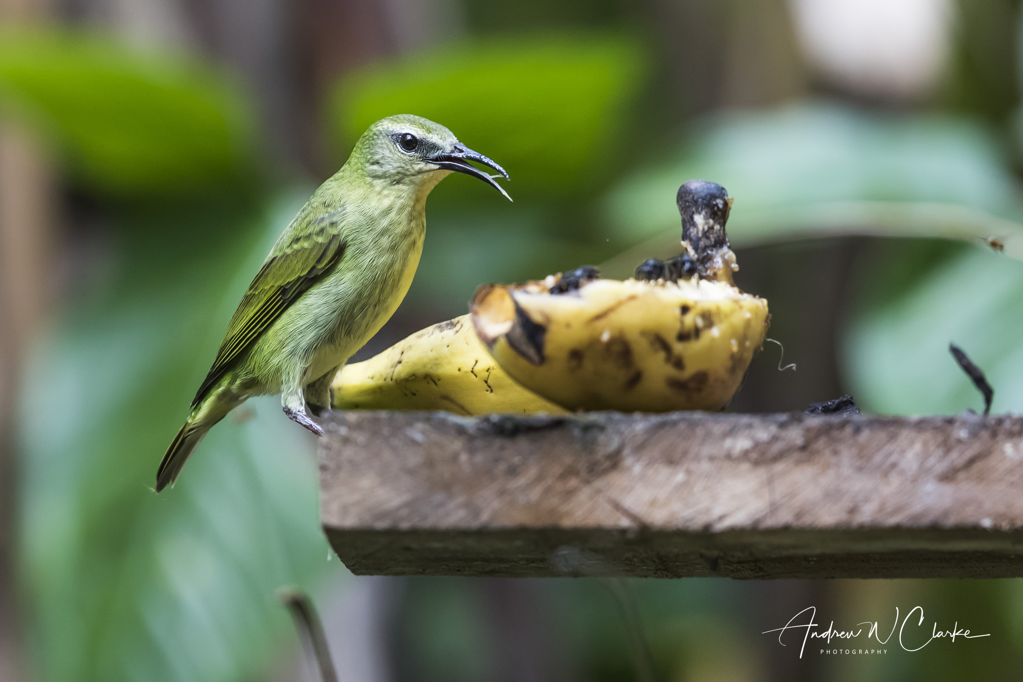 Red-legged Honeycreeper