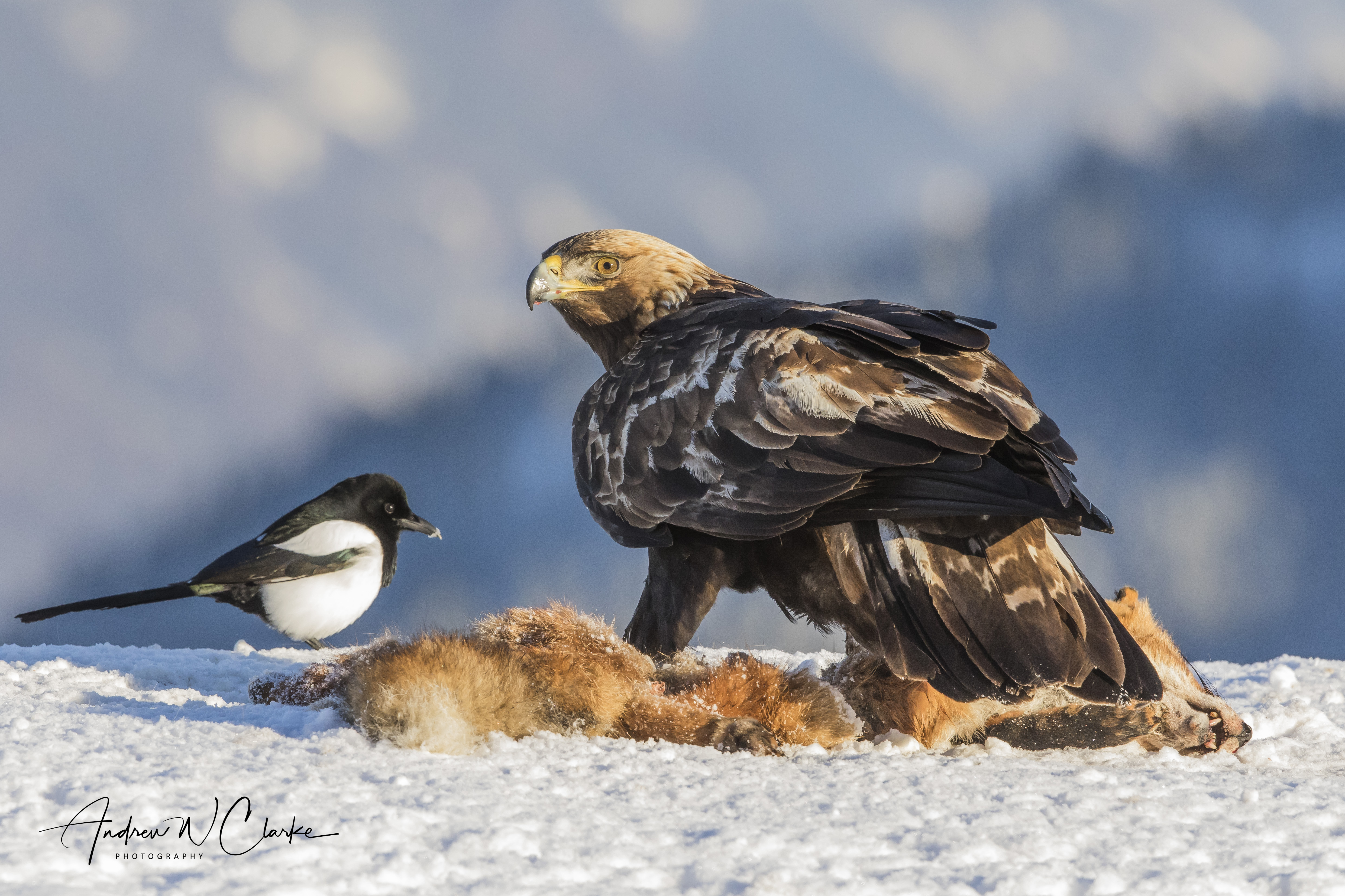 Golden Eagle / Kongeørn