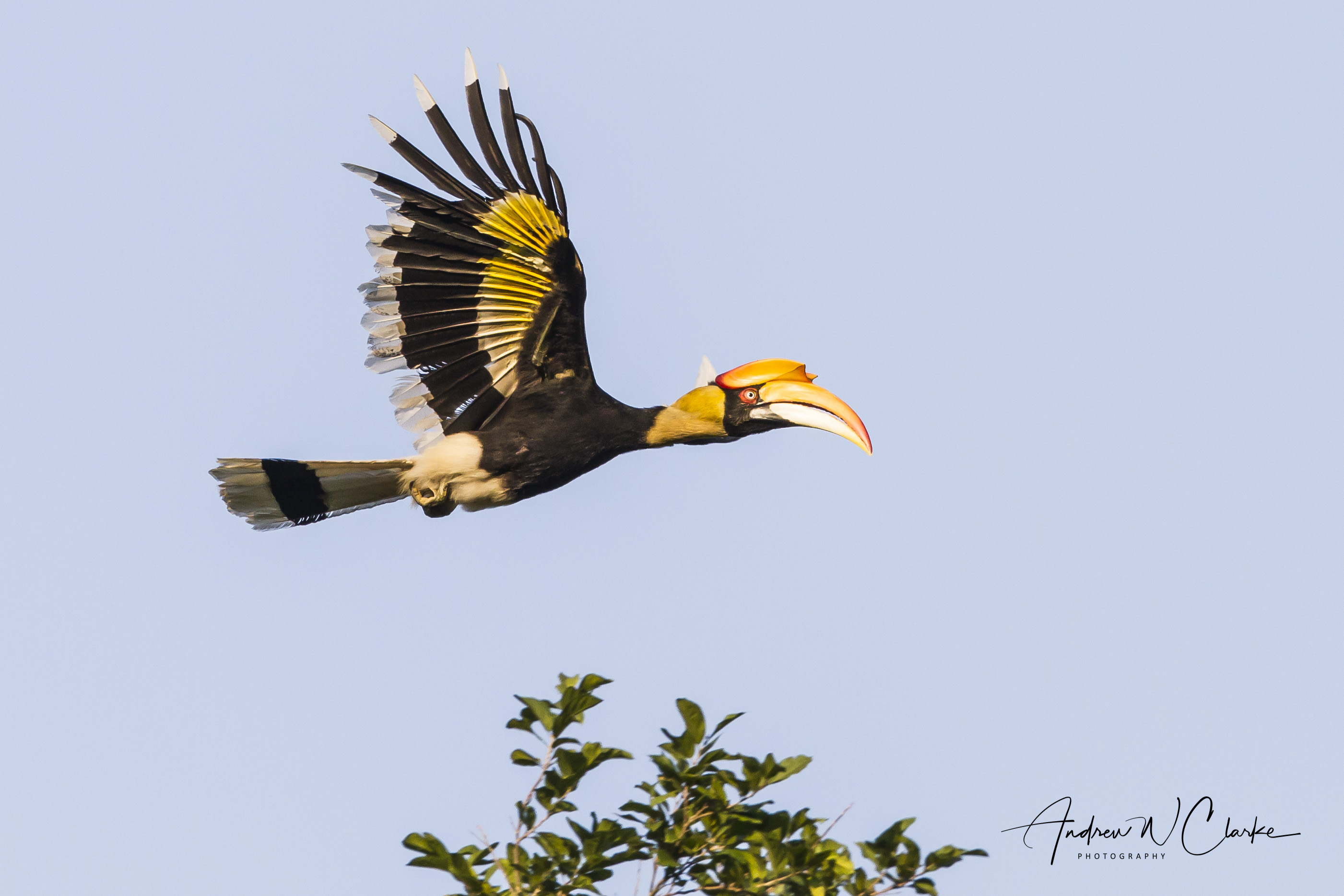 Great Hornbill