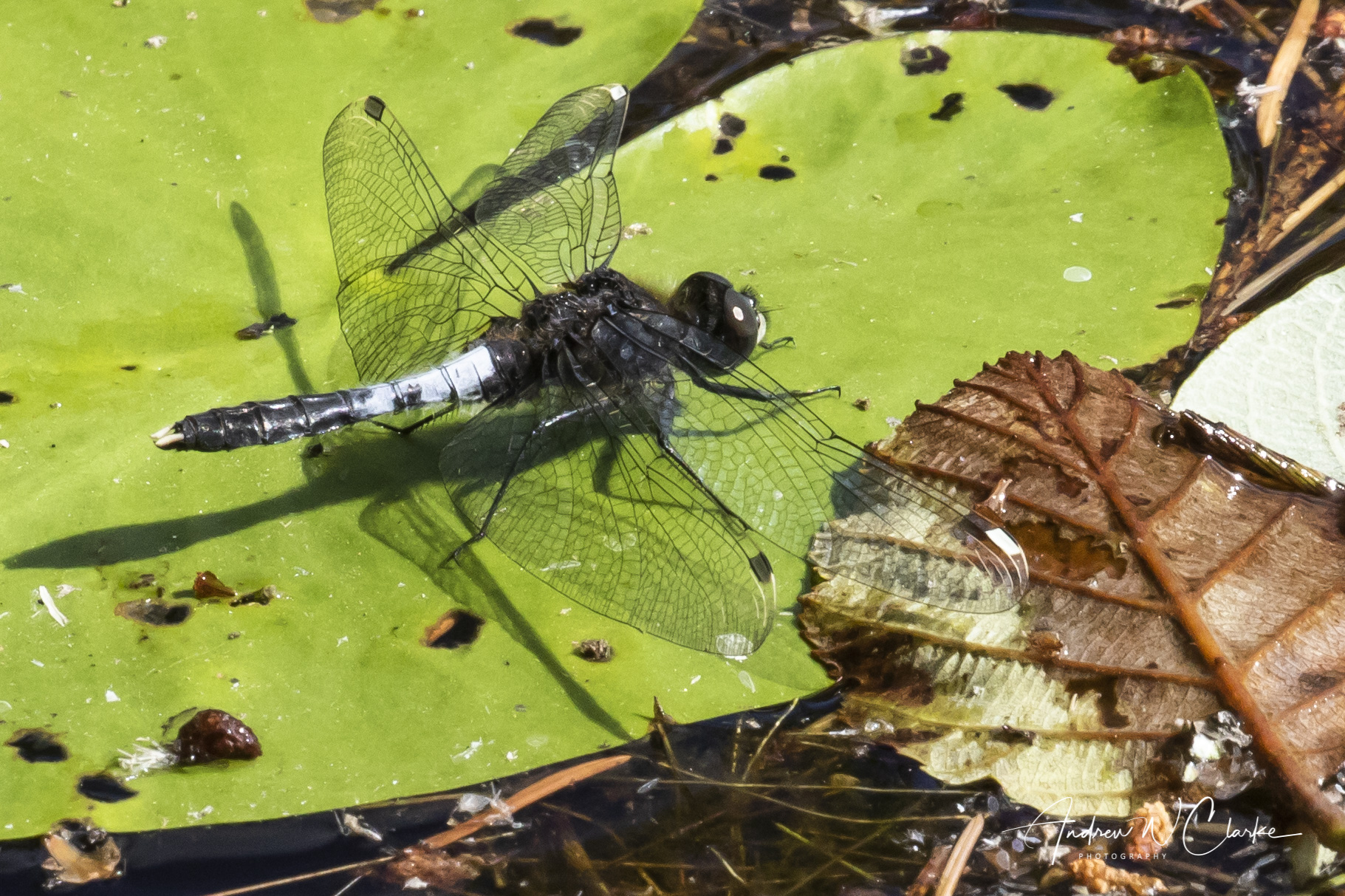 Lilypad Whiteface