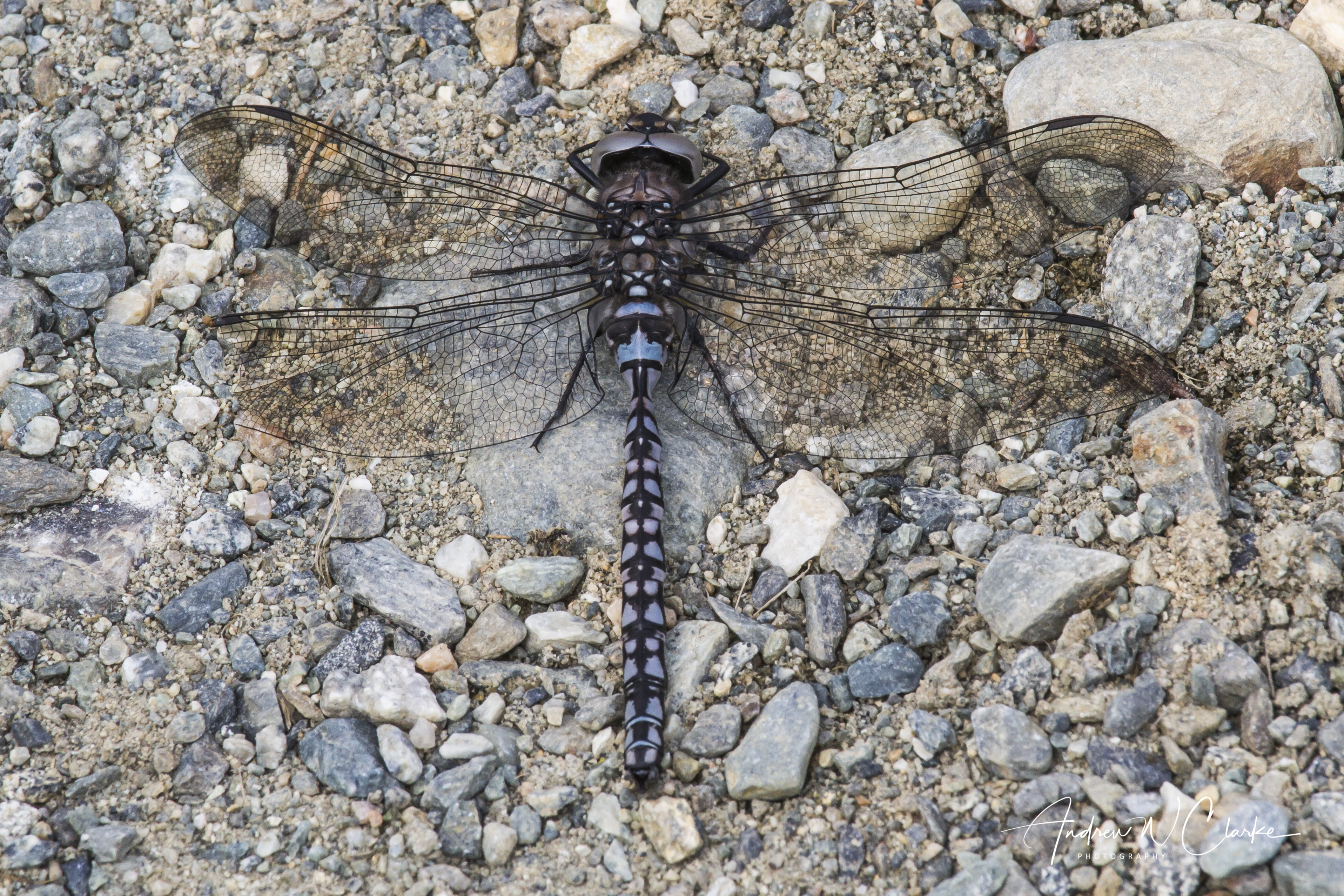 Azure Hawker