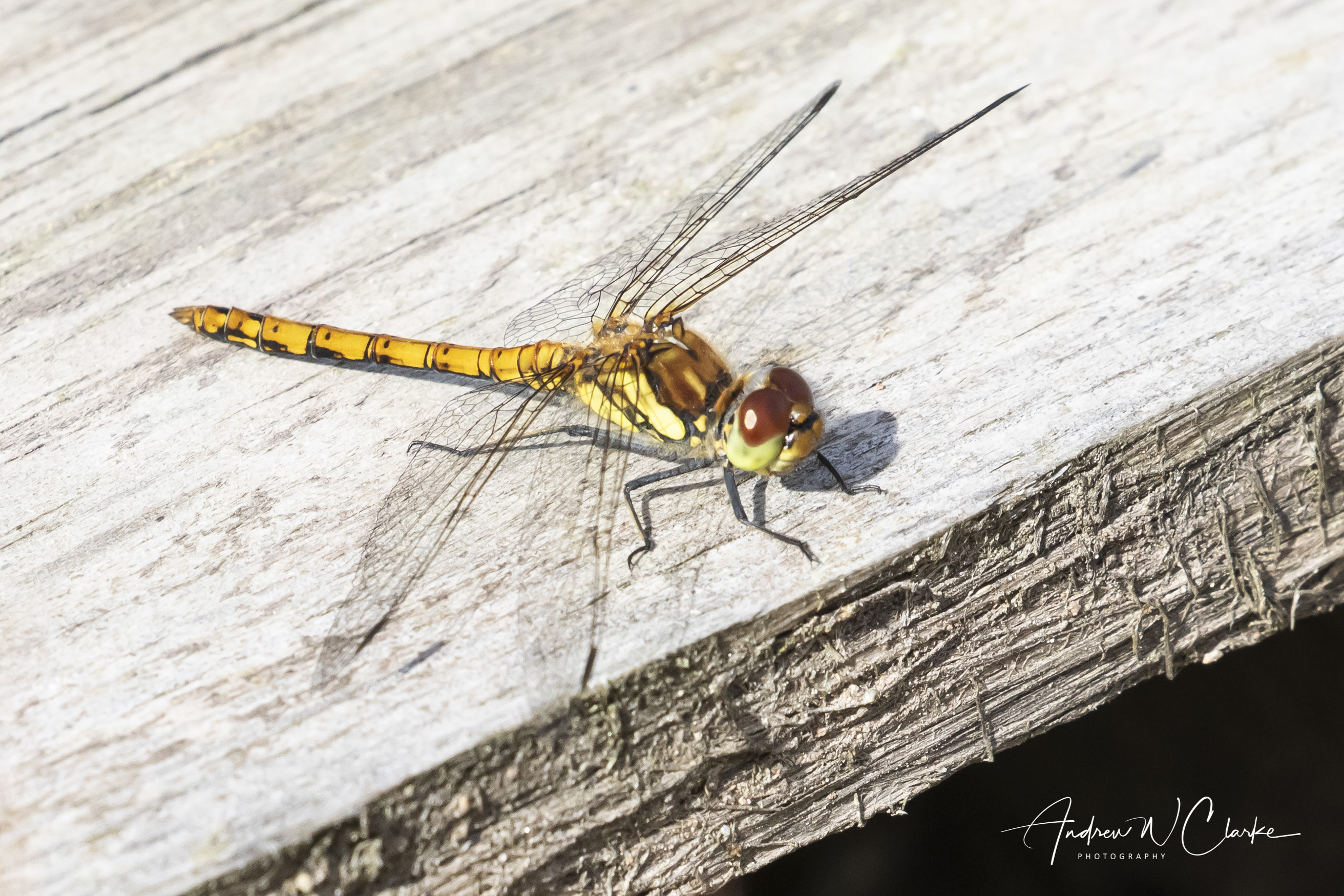 Common Darter