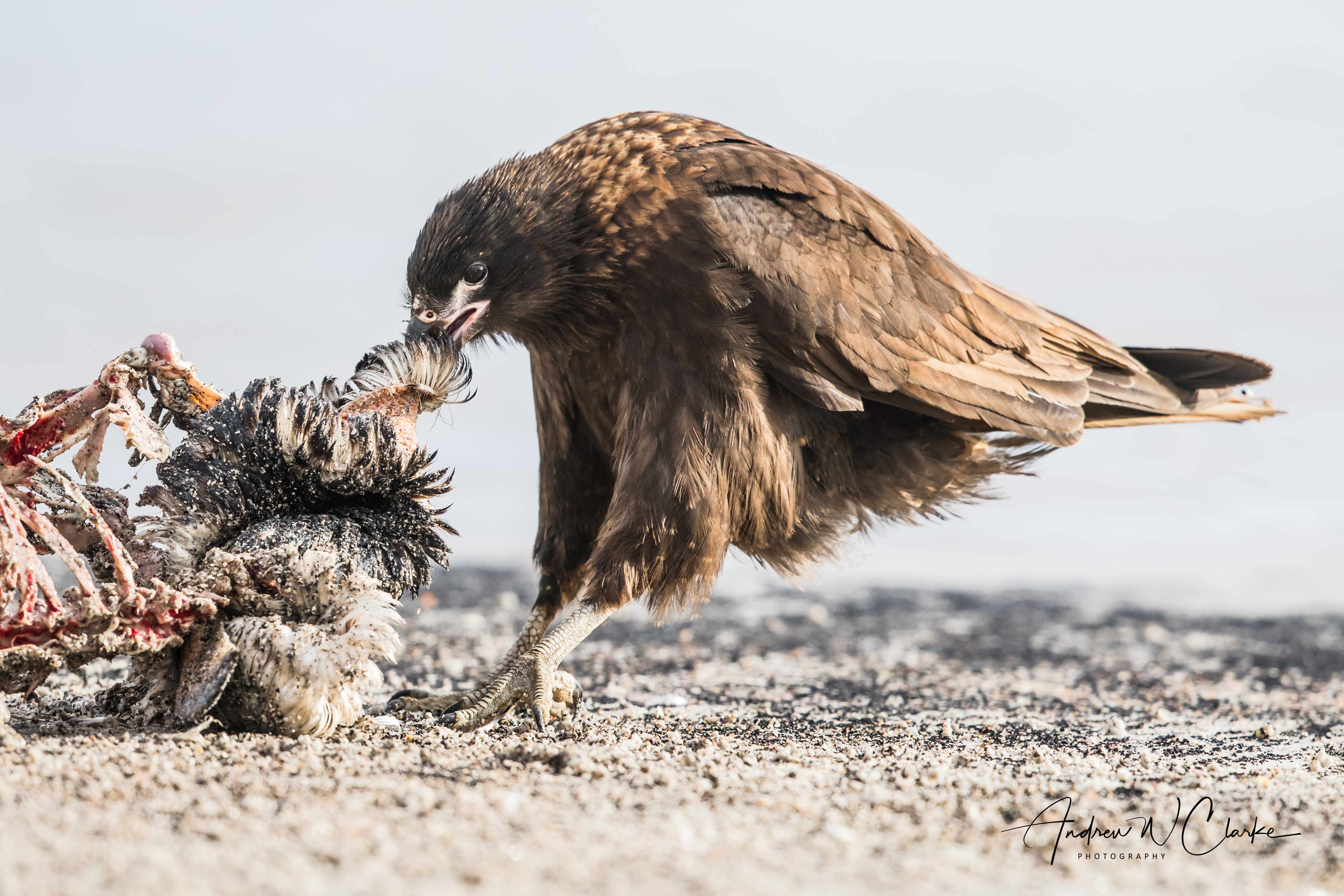 Striated Caracara