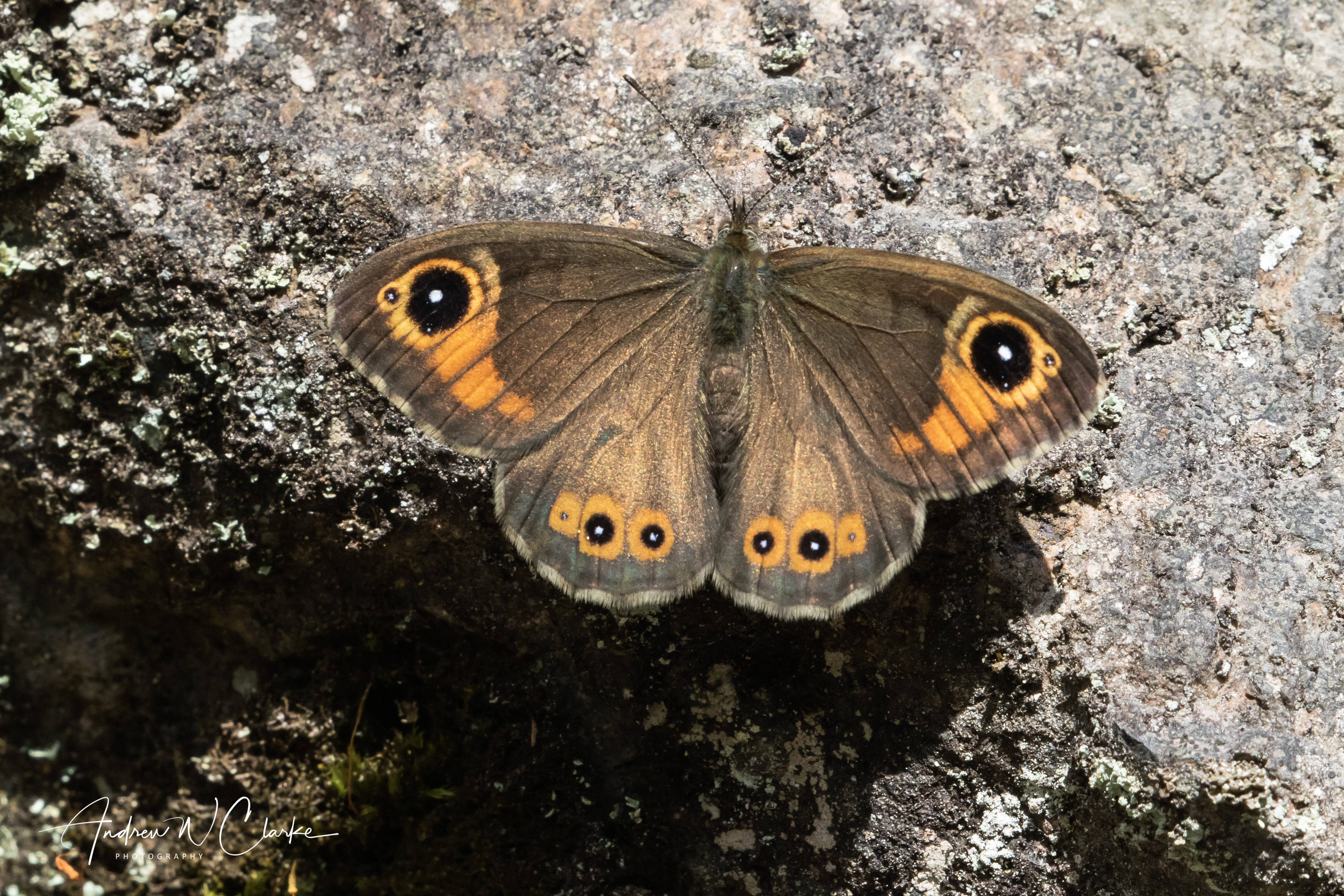 Large Wall Brown
