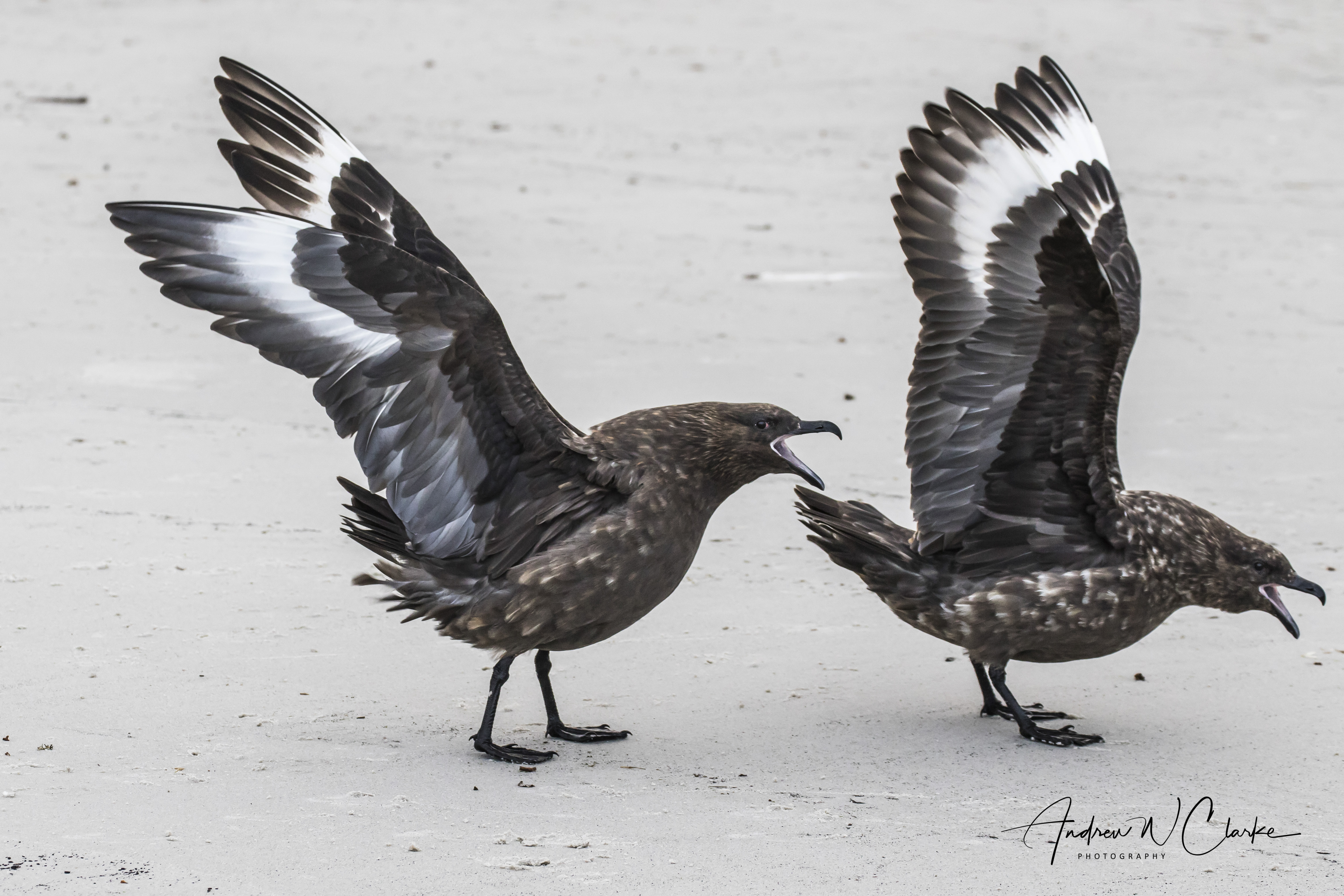 Brown (Falkland) Skua