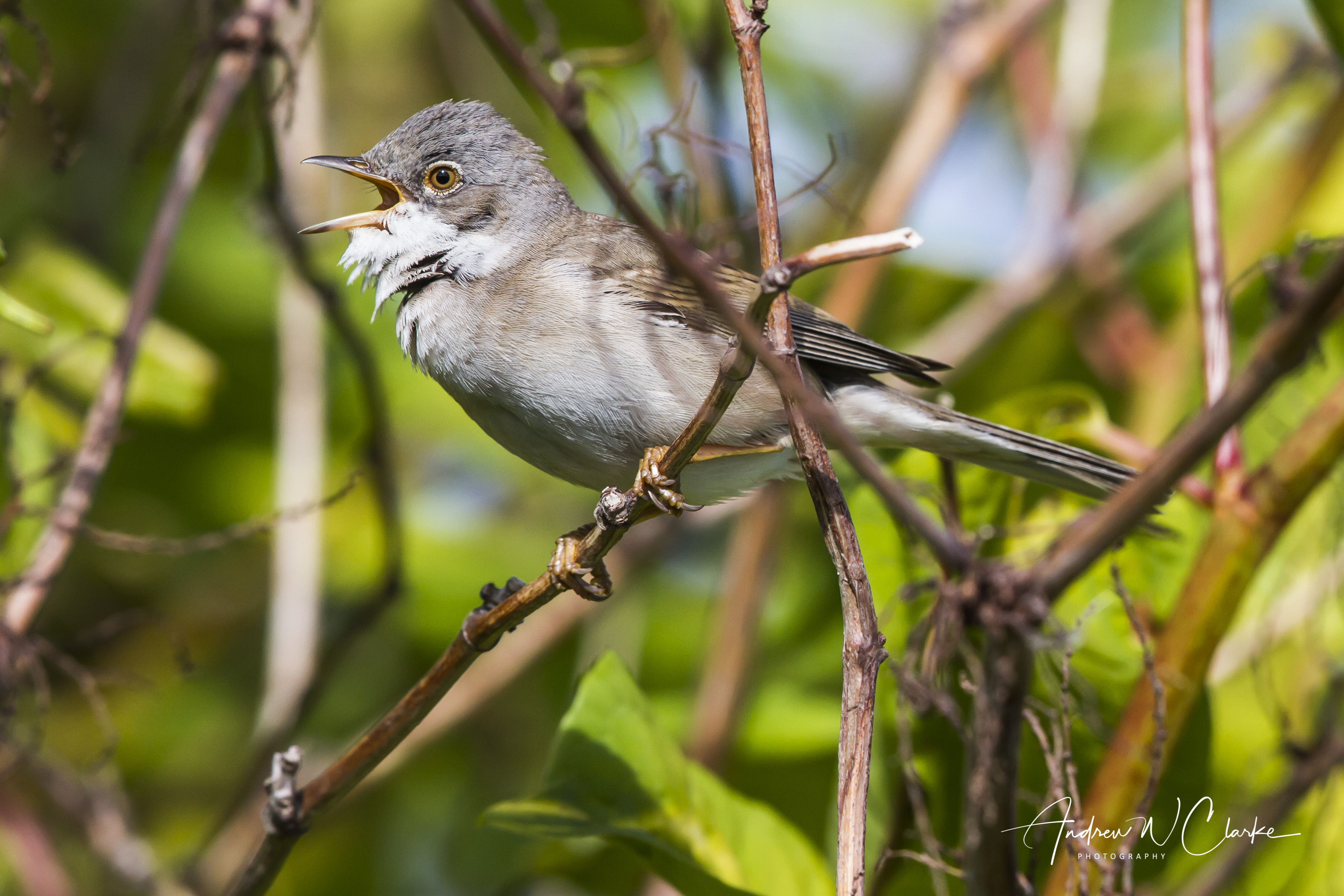 Greater Whitethroat / Tornsanger